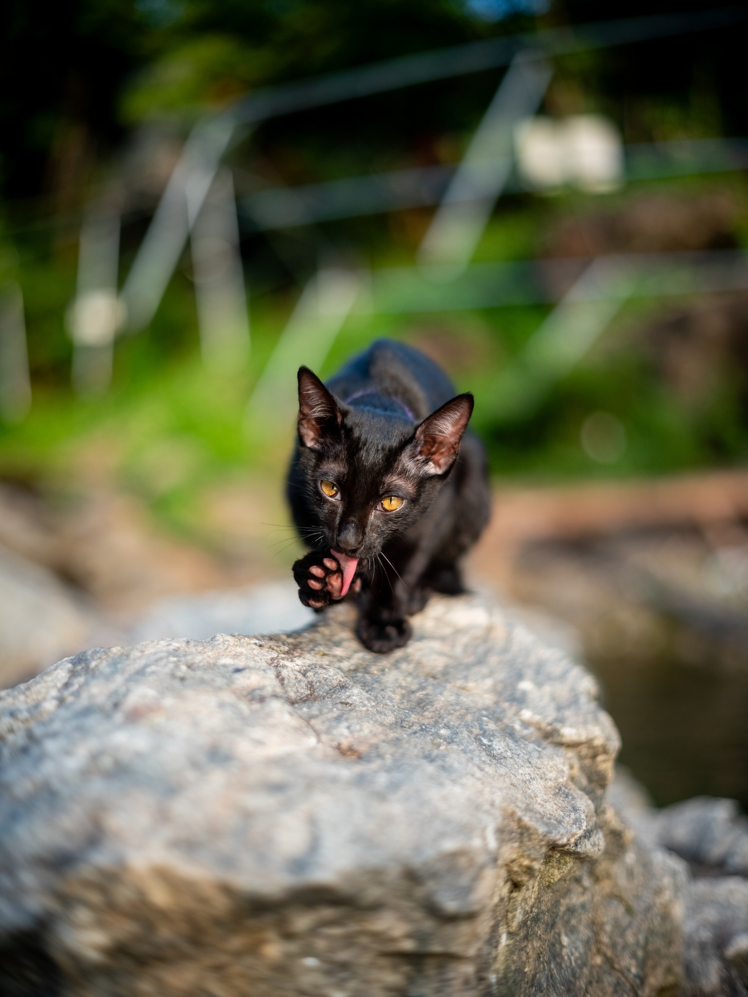 , Арсений Шапуров