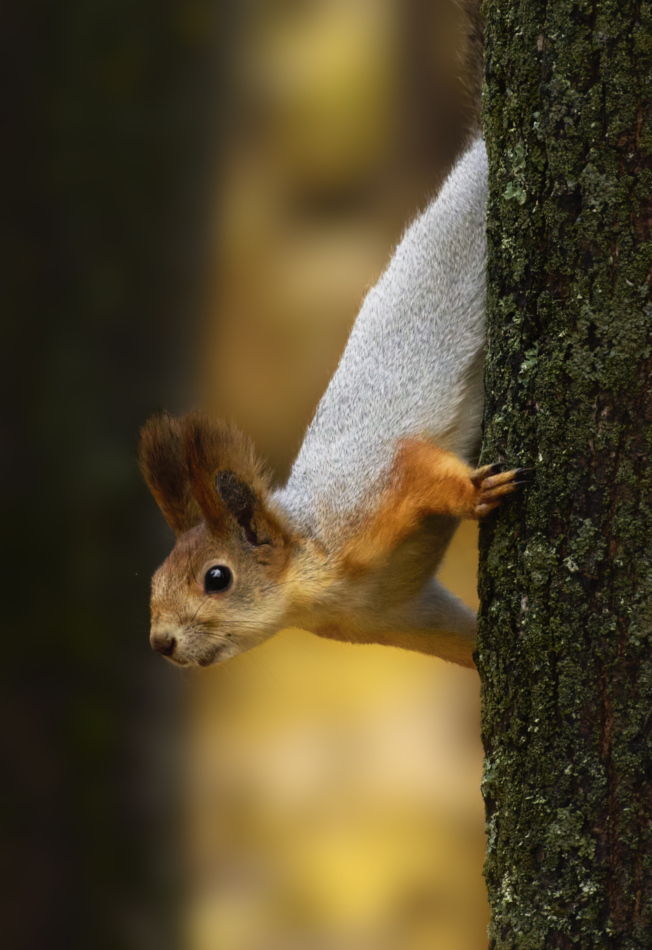 белка, squirrel, фотоохота, дикая природа, nature, wildlife, wild, природа, Полина Шальнева