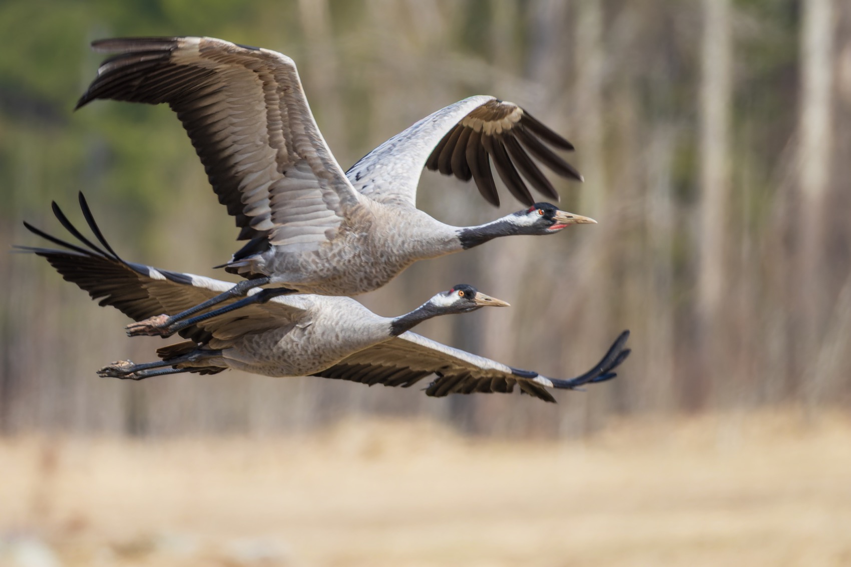 серый журавль, журавль, птицы, Ruslan Pl