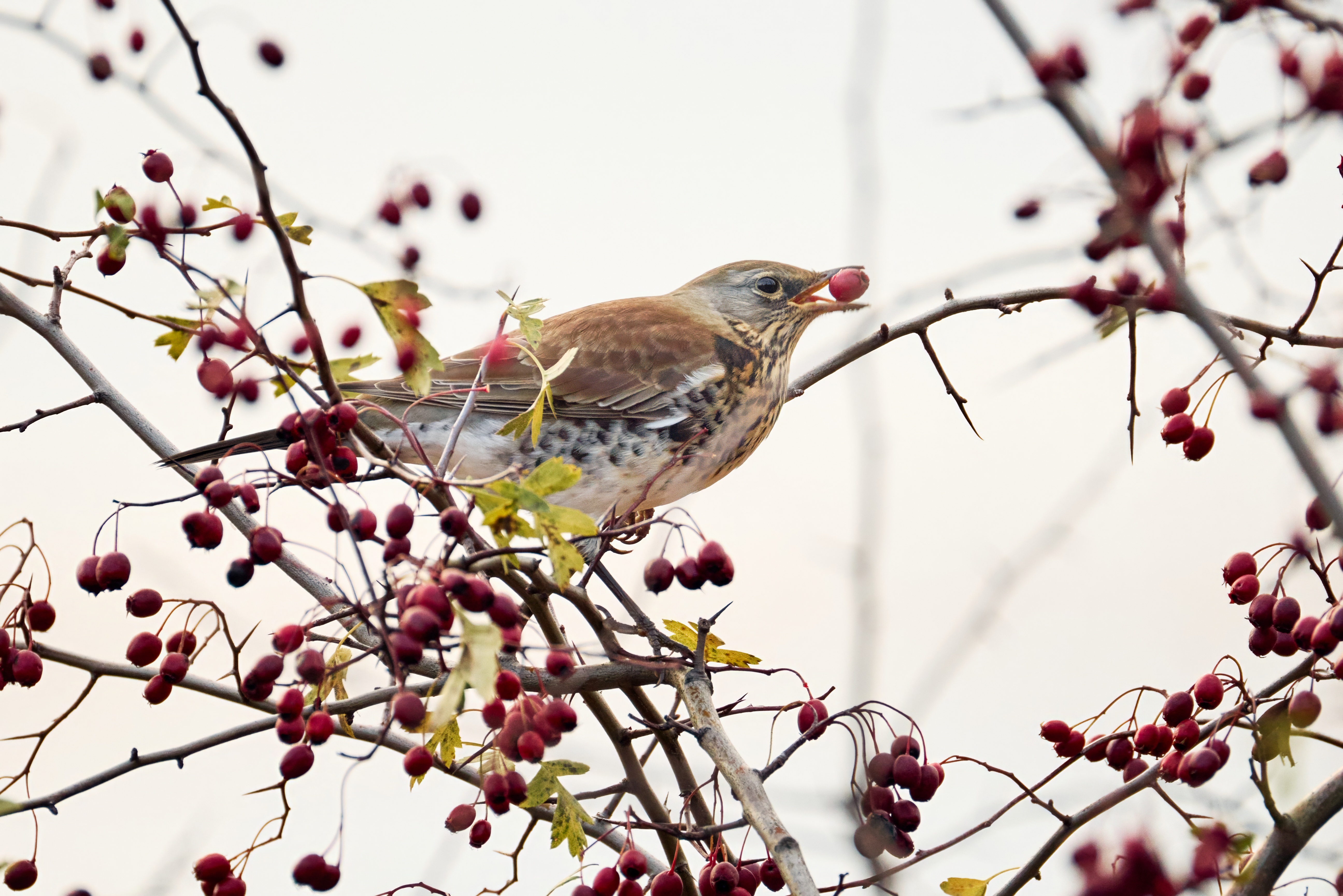 , ssmirs Сергей