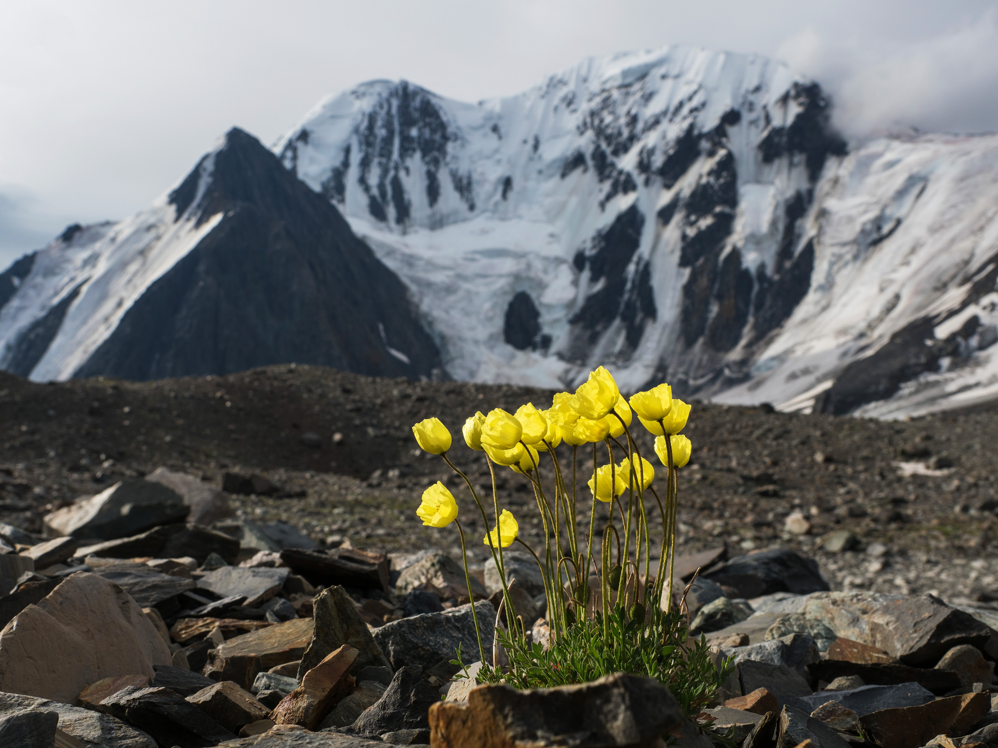 алтай маашей, Станислав