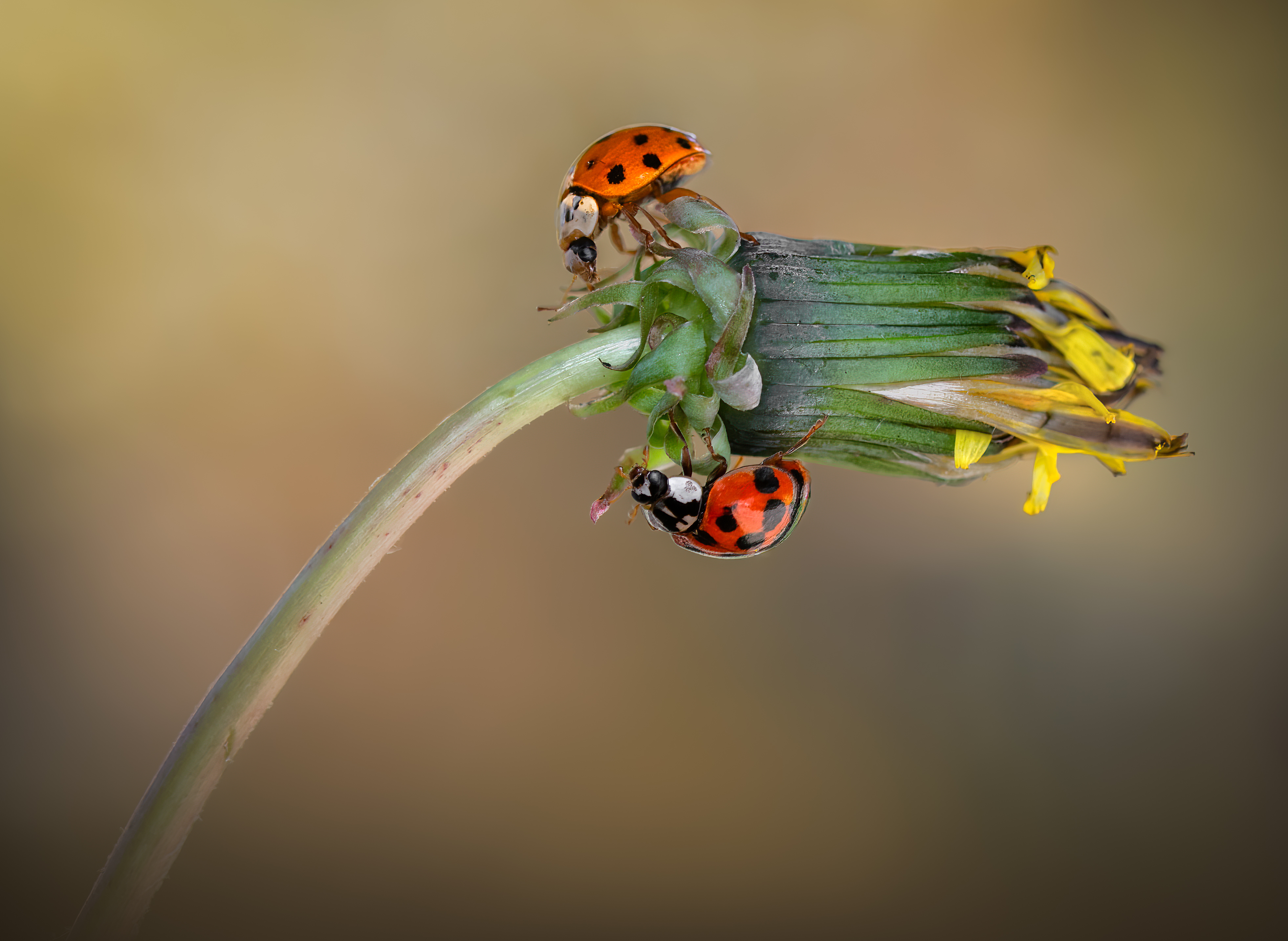 ladybug, beetle, insect, flower, macro, bugs, ladybird,, Atul Saluja