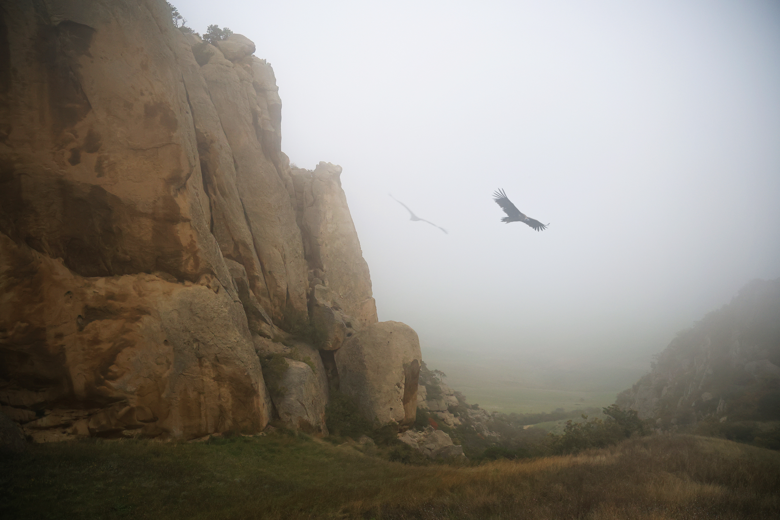 горы,грифы,туман,чёрный гриф.дагестан,, Magov Marat