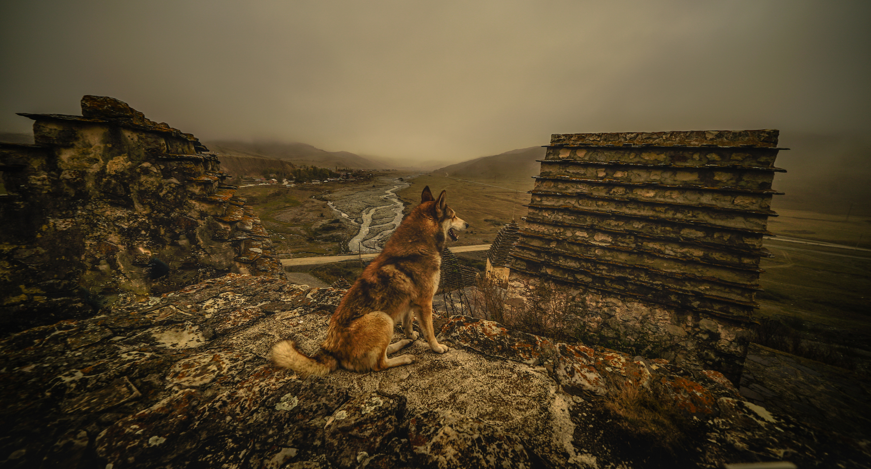 Россия, Северная Осетия, Даргавс, Город мёртвых, собака,, Гаврилов Юрий
