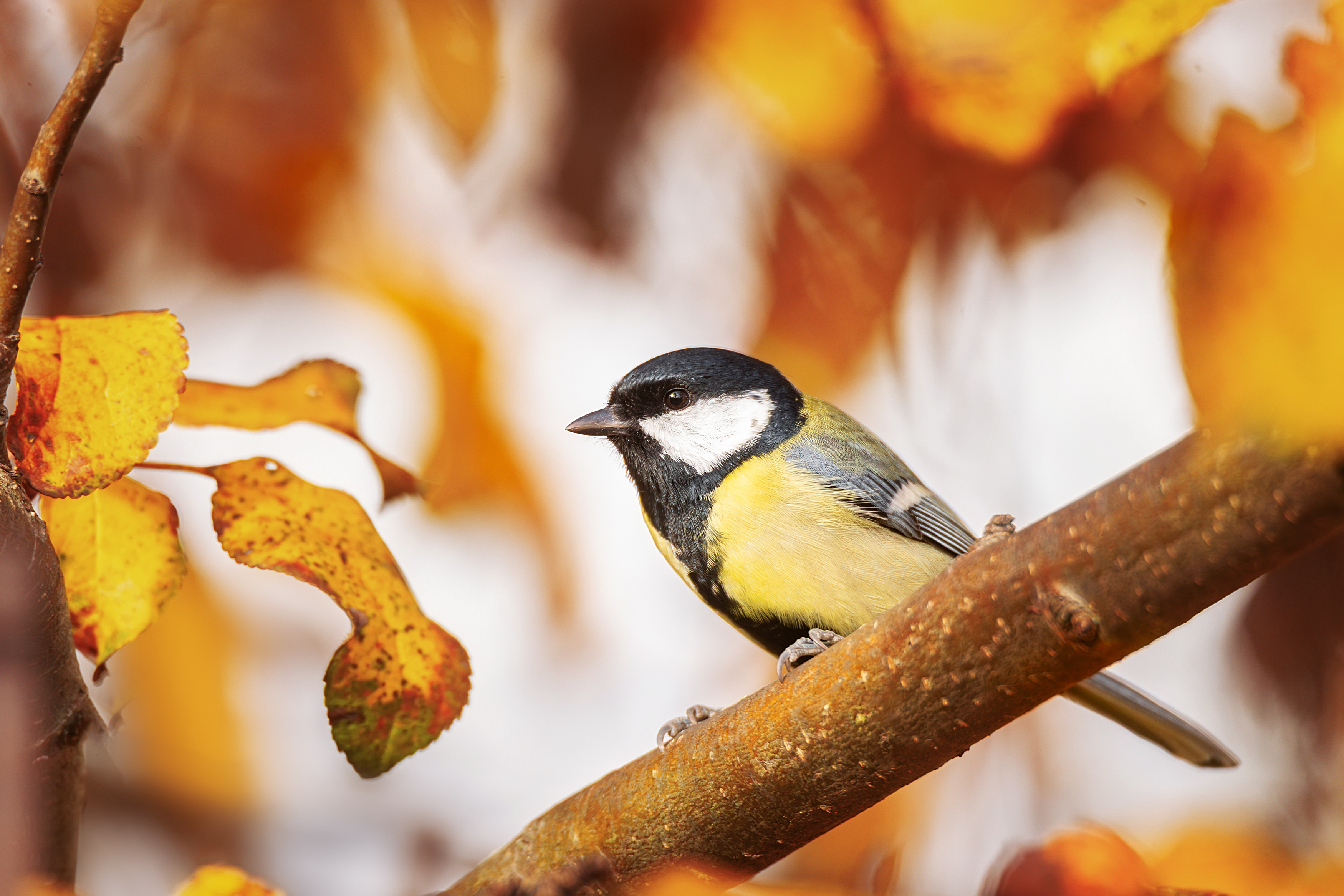 , Корнеев Алексей