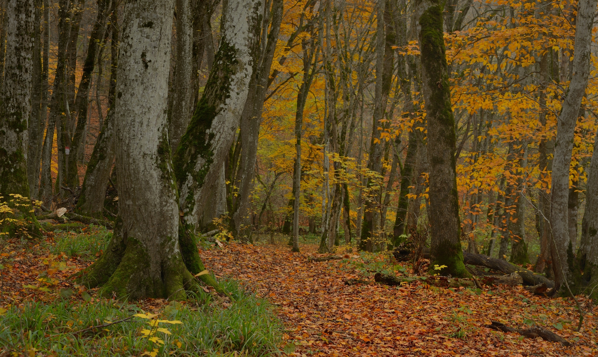 , Александр Жарников