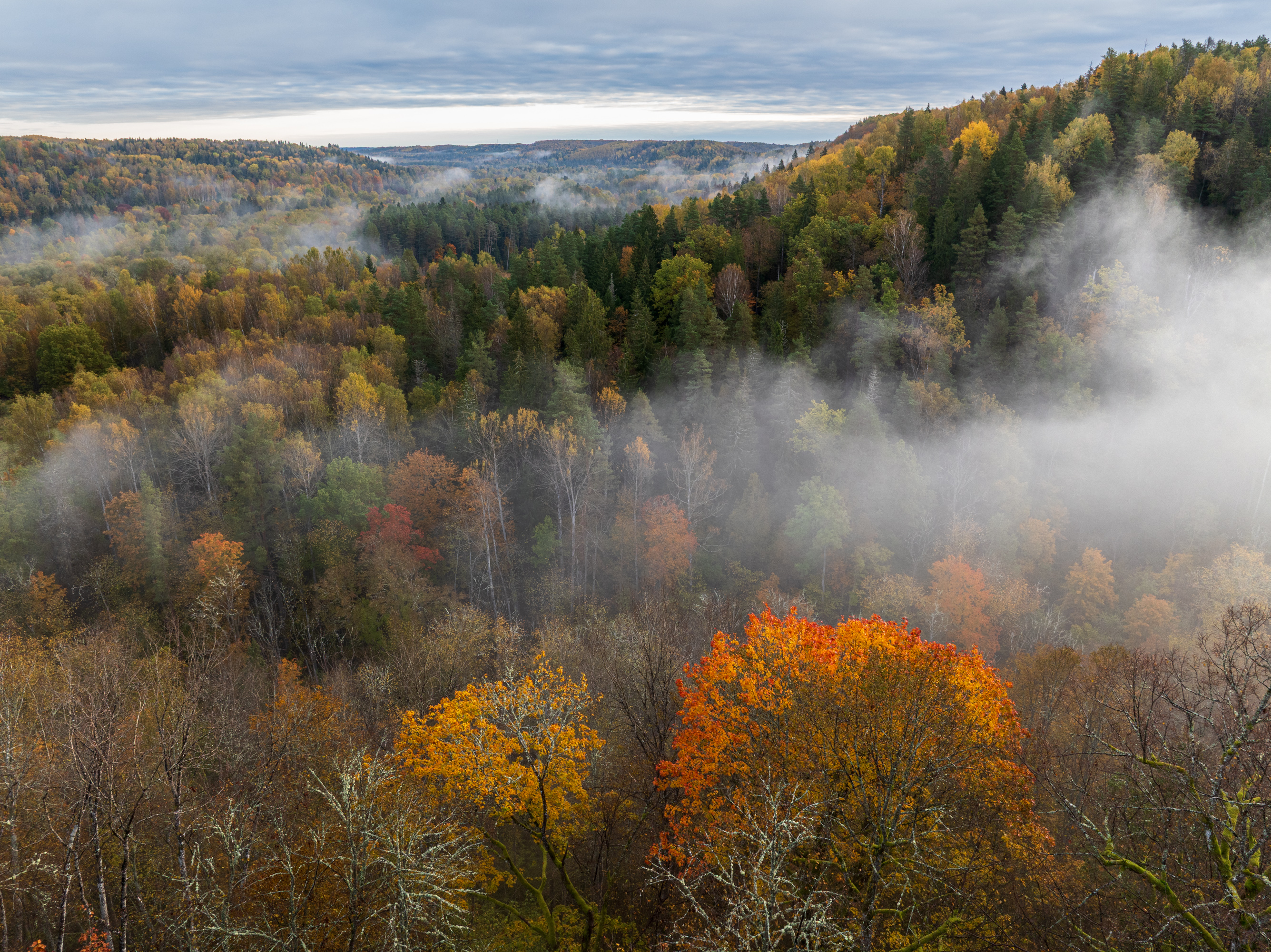 осень, сигулда, краски, туман, sigulda, latvia, Гордон Николай
