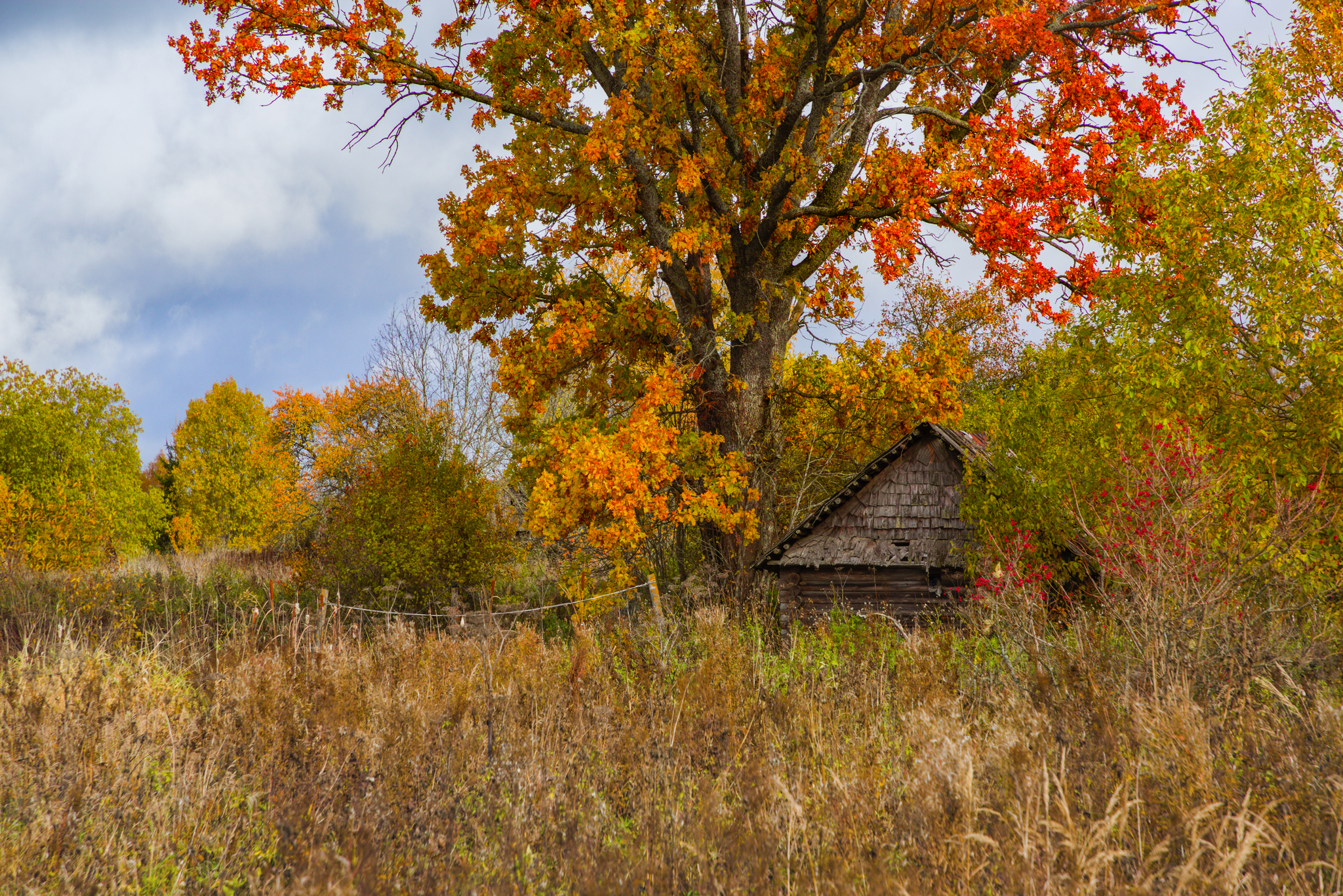 осень, пейзаж, дом, деревья, Мурзинов Виктор