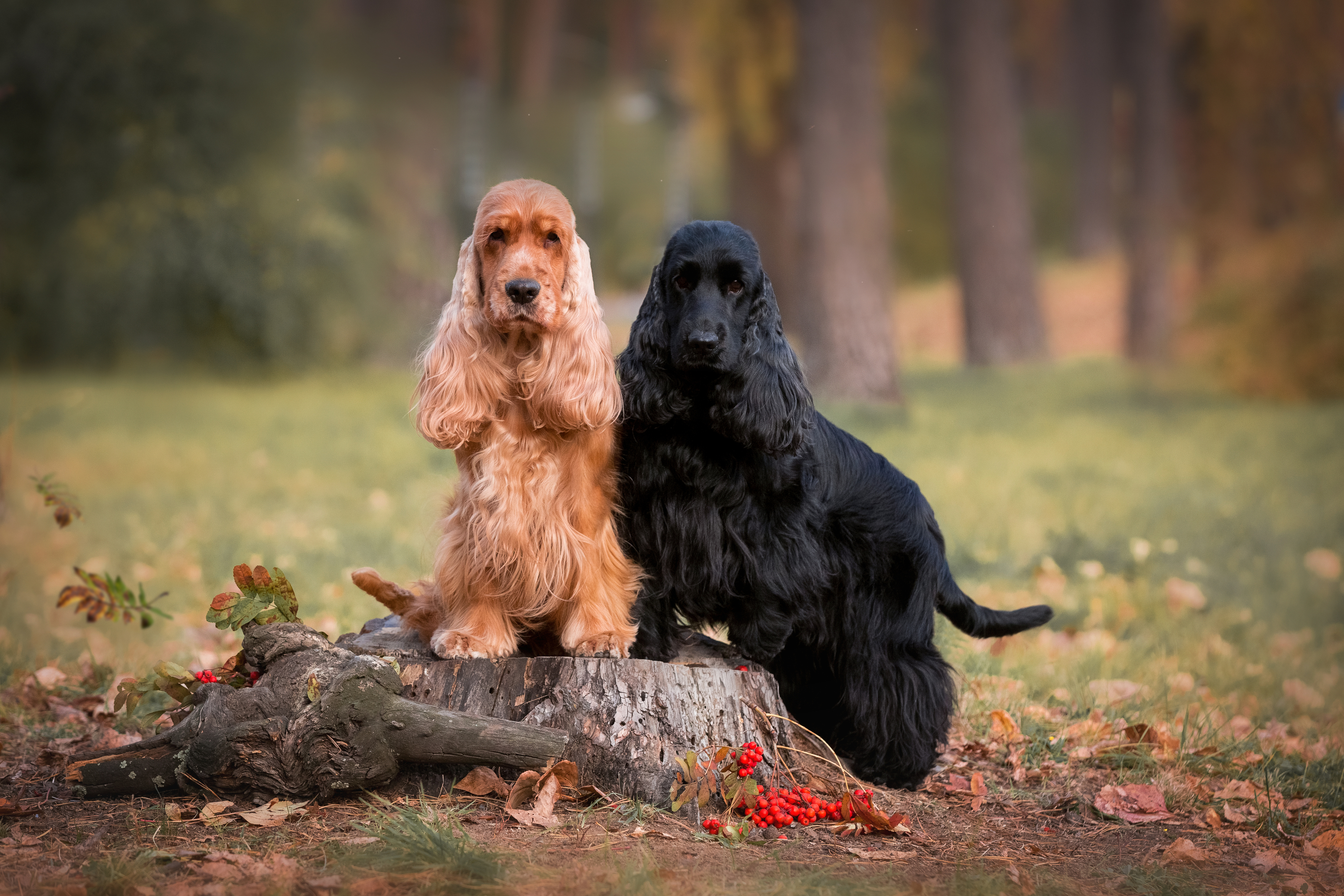, Наталья Степанова
