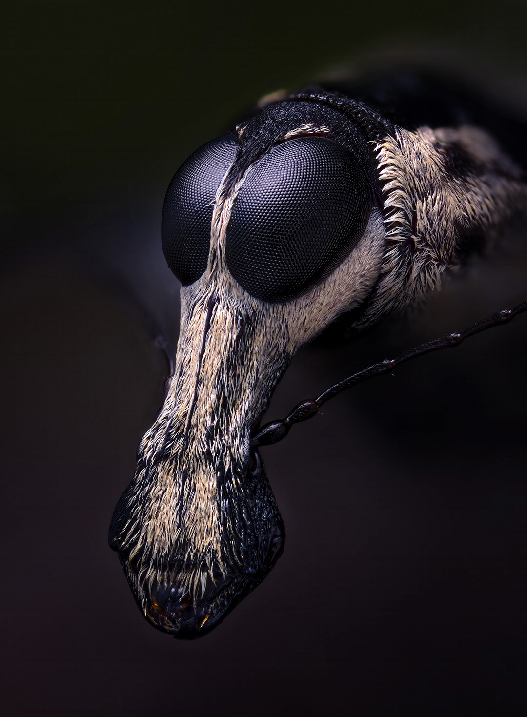 , Kavaliauskas Eugenijus