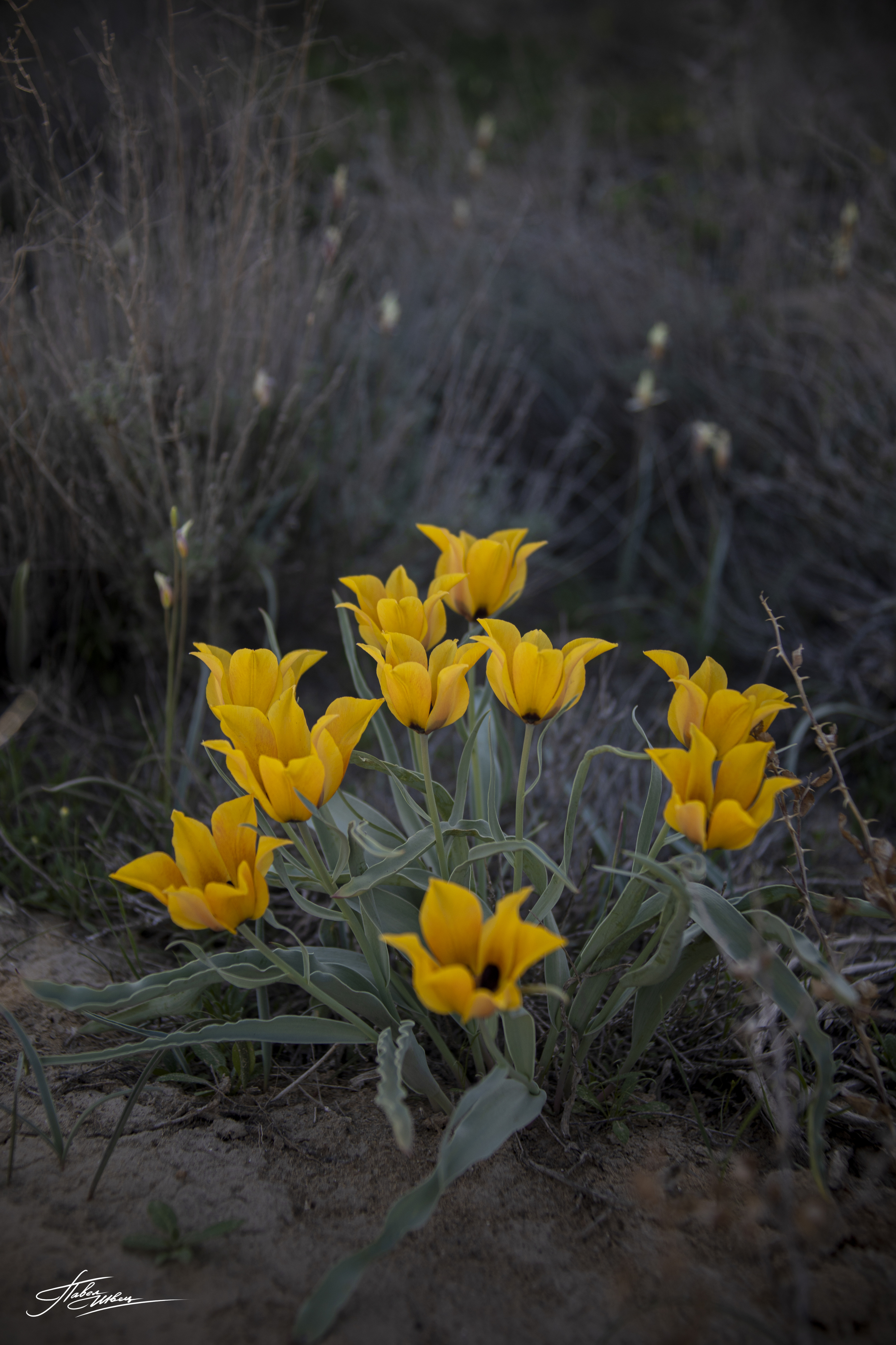 , Швец Павел