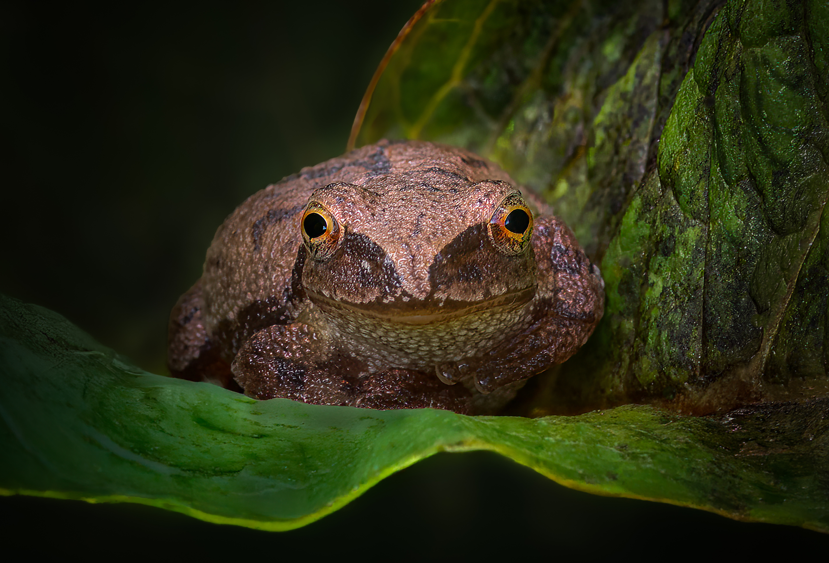 frog, reptile, leaf, amphibian, flower, macro, sunrise, sunset, closeup,, Atul Saluja
