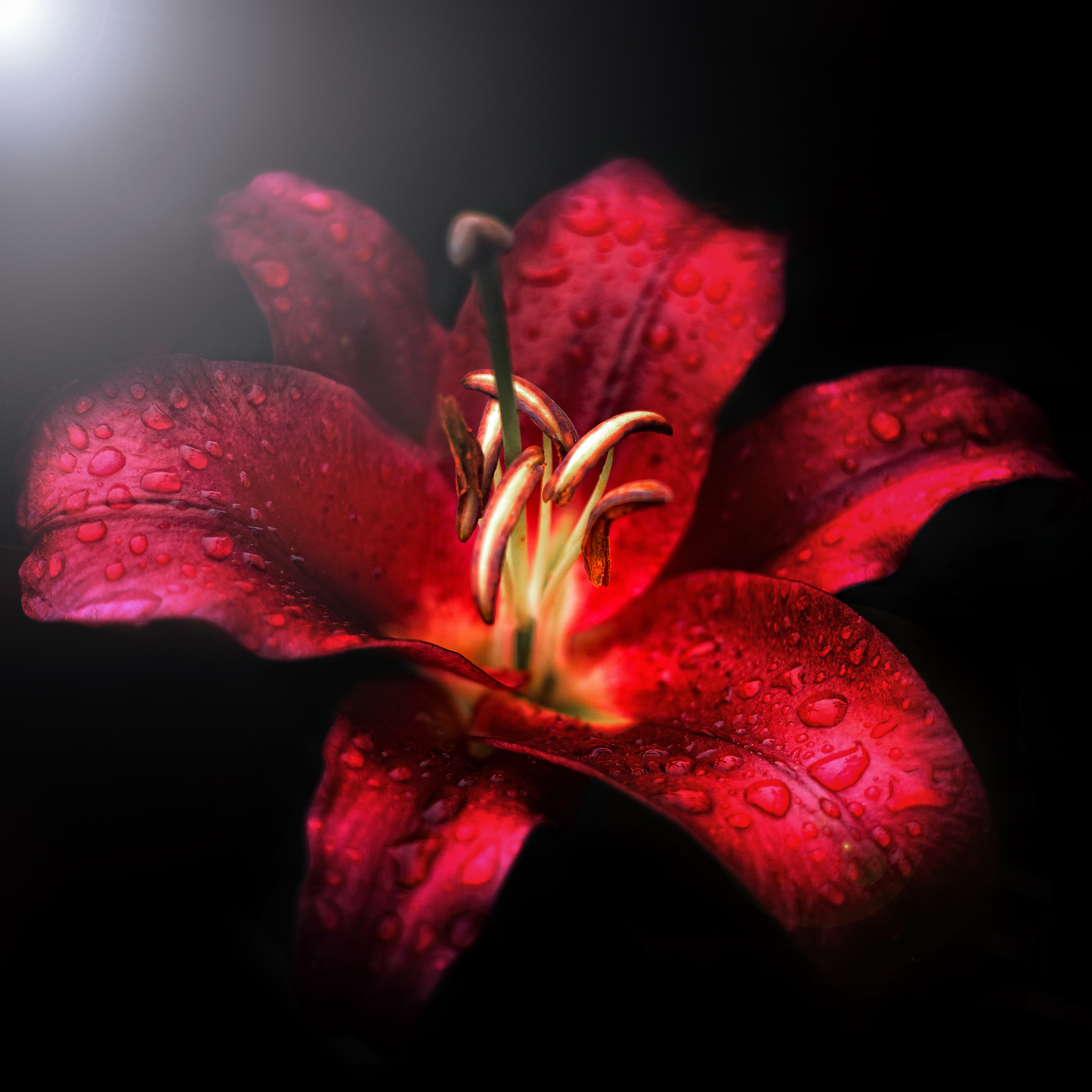 , Гуляев Алексей