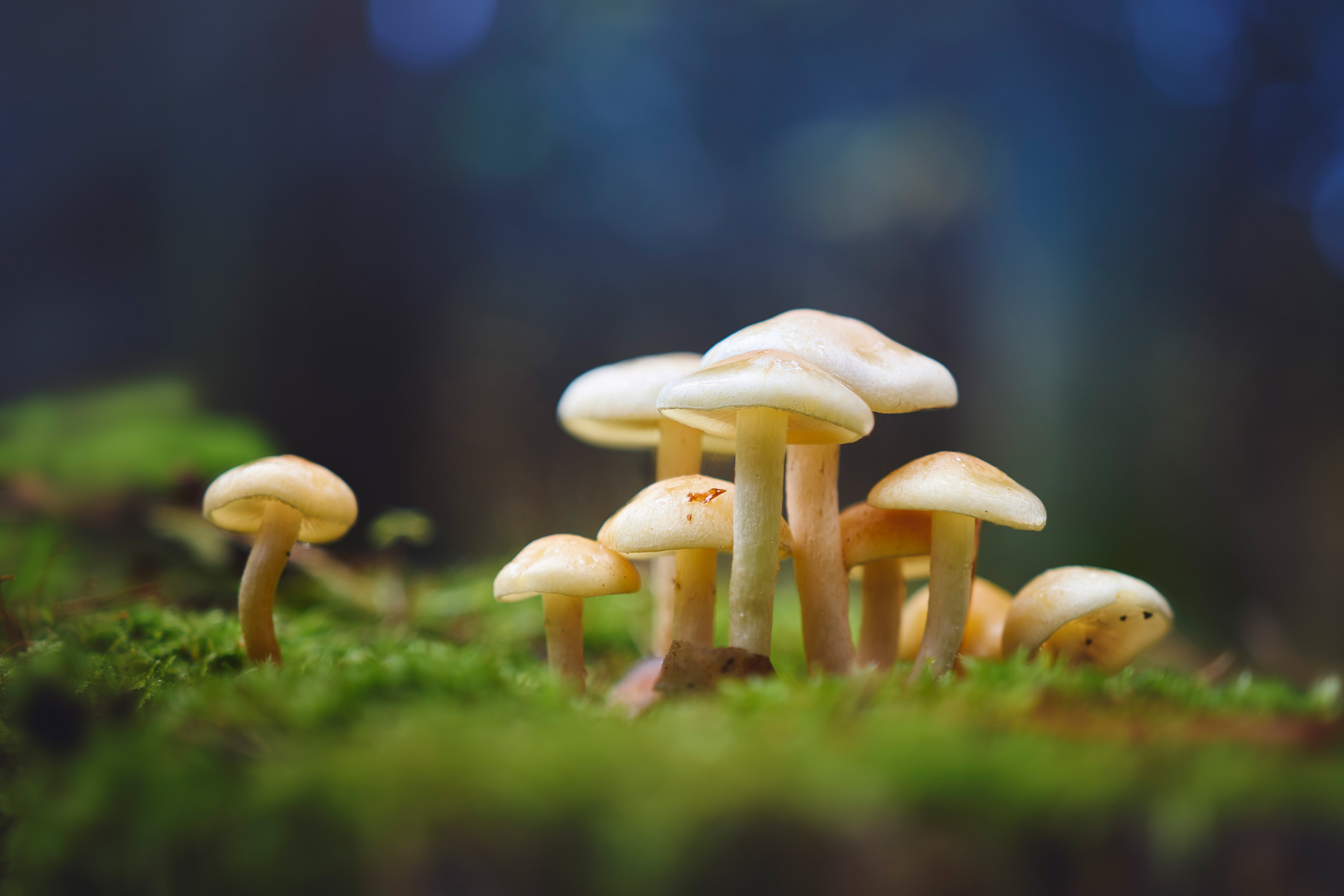 грибы, лес, Валерий Вождаев