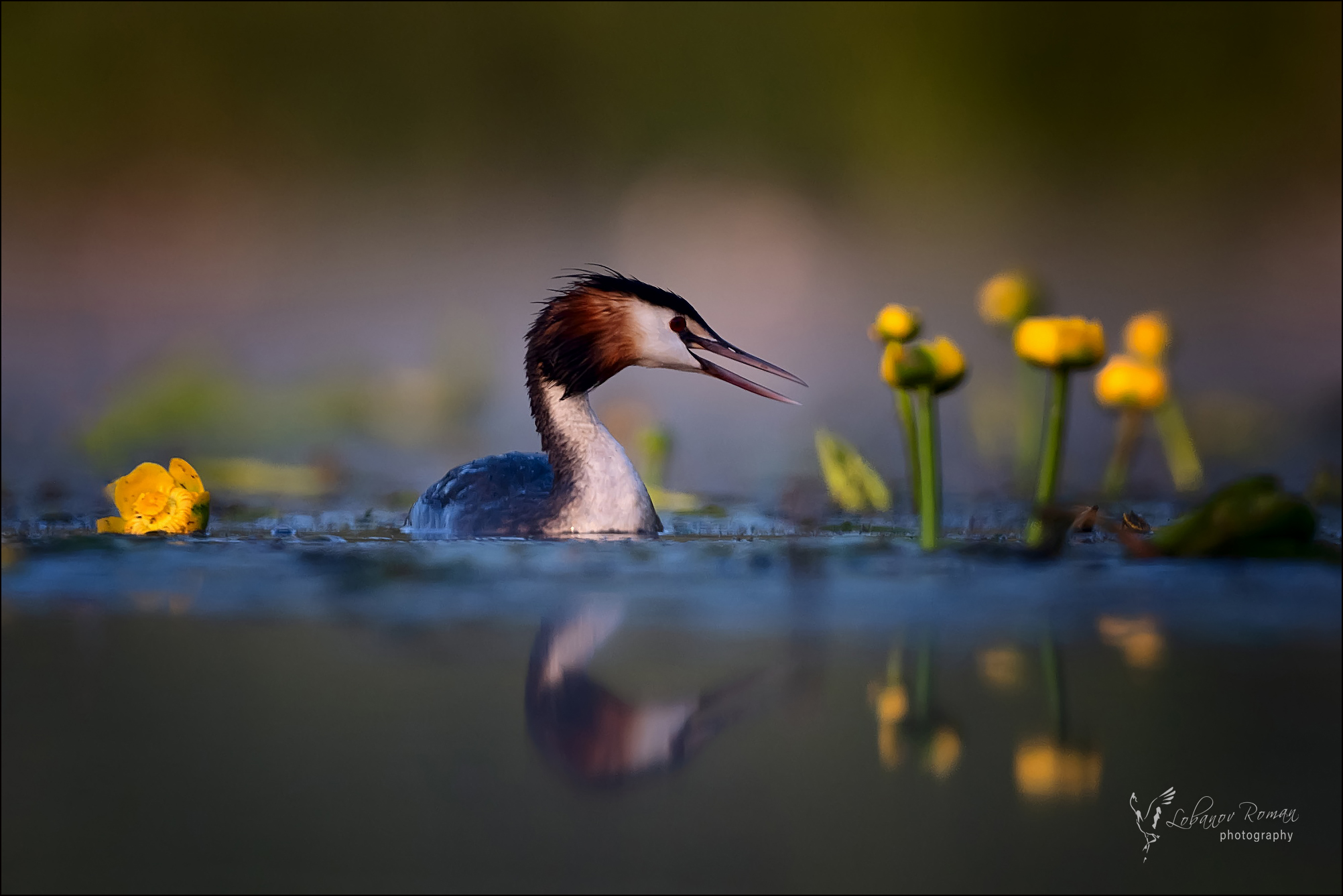 , Лобанов Роман