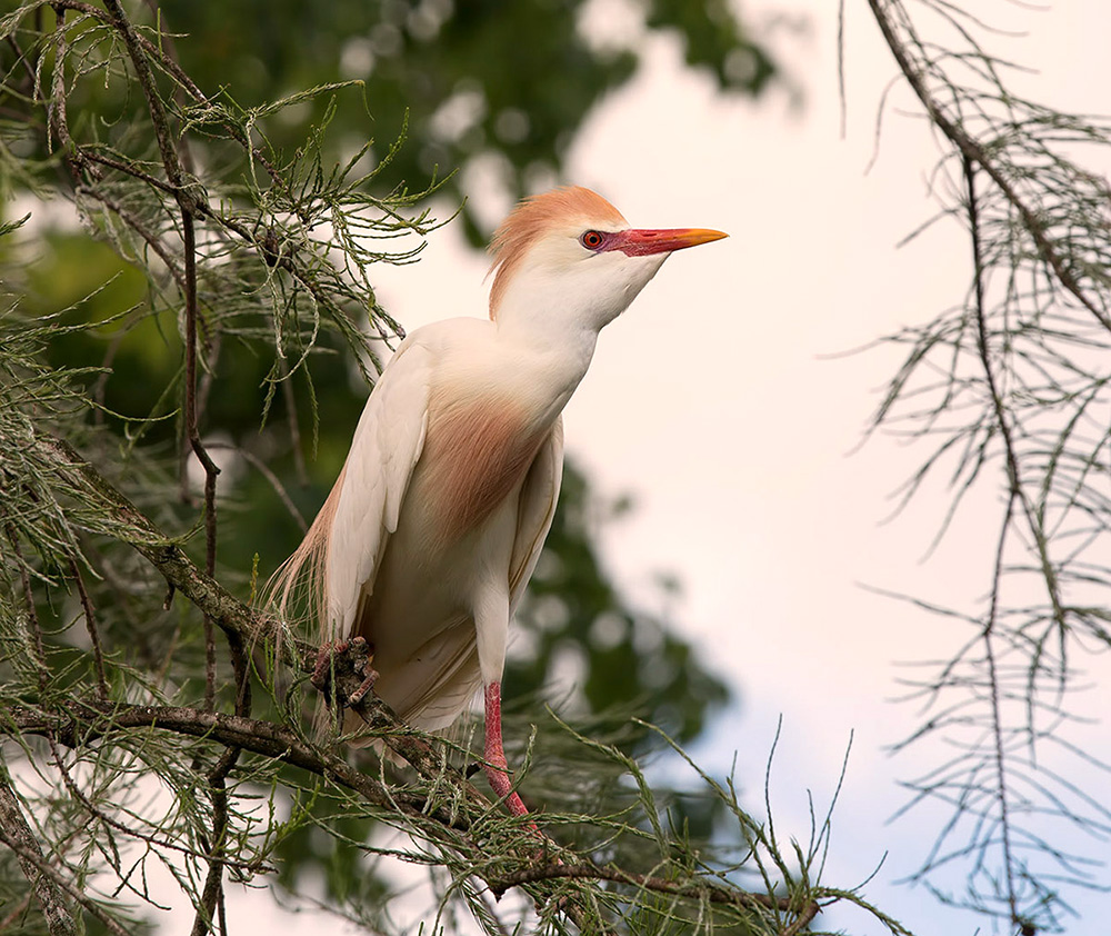 египетская цапля, cattle egret, heron, egret, florida, Etkind Elizabeth