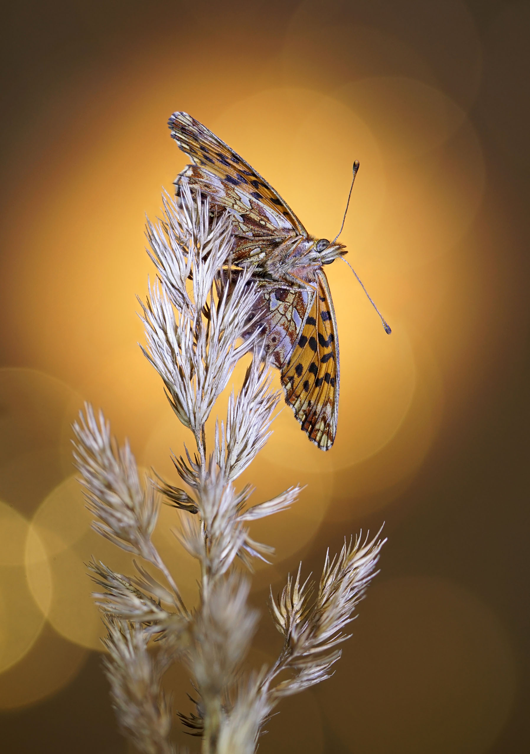 , Чепленко Алексей