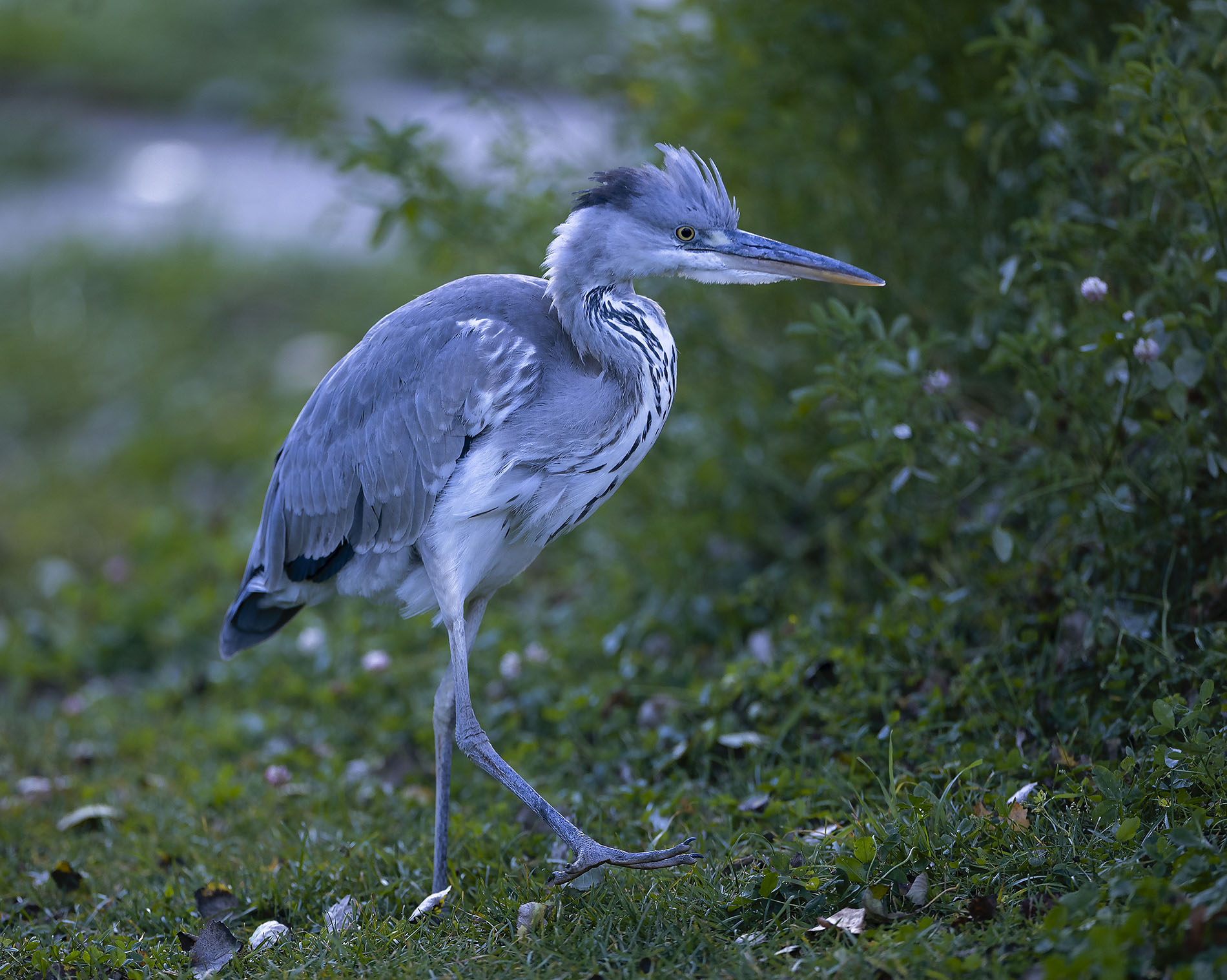 цапля,красотка ,охота, природа,bird,hunting, nature, Стукалова Юлия