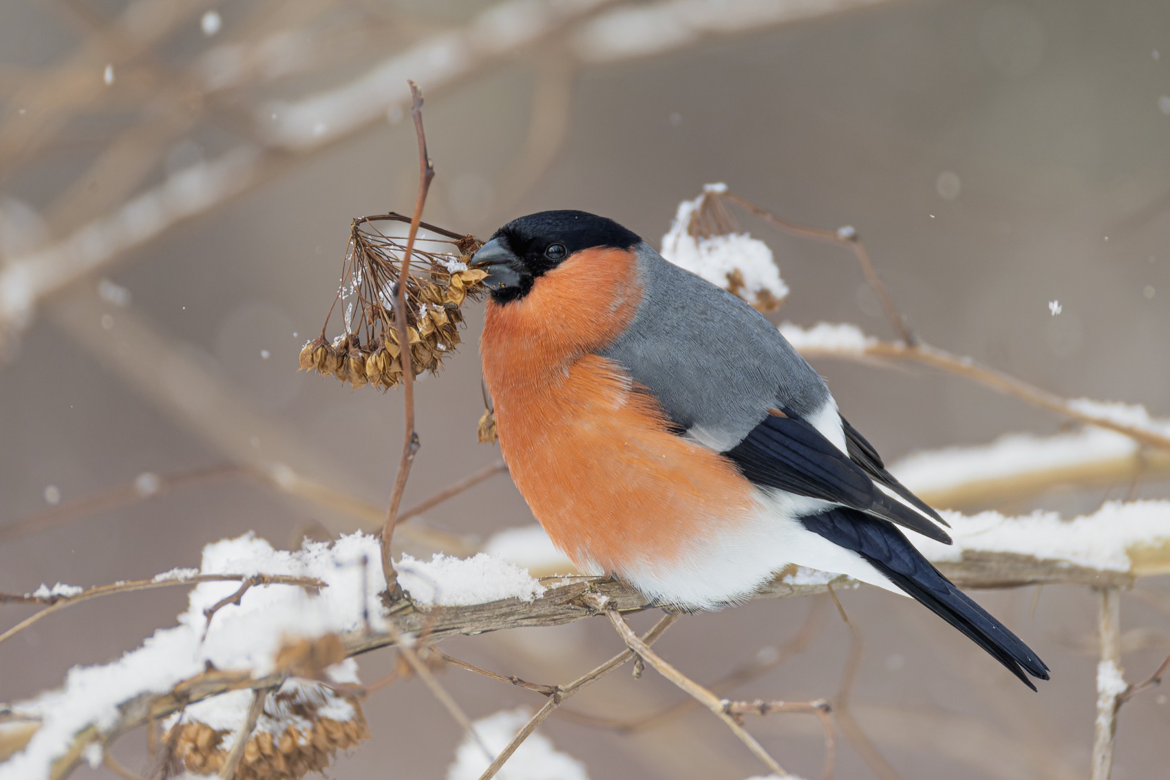 снегирь, птицы, зима, пузыреплодник, Ruslan Pl