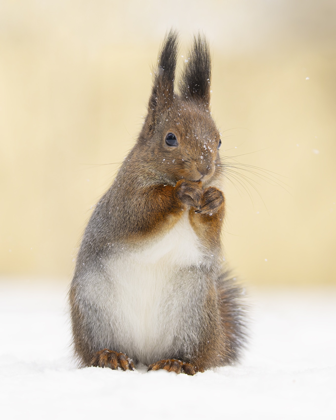 белка, белочка, зима, Ruslan Pl