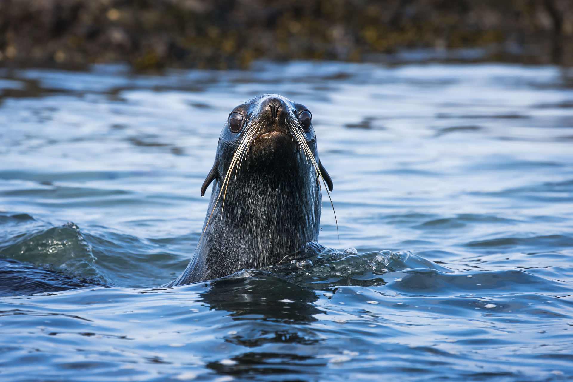 северный морской котик, морские млекопитающие, океан, остров беринга, Уткин Дмитрий