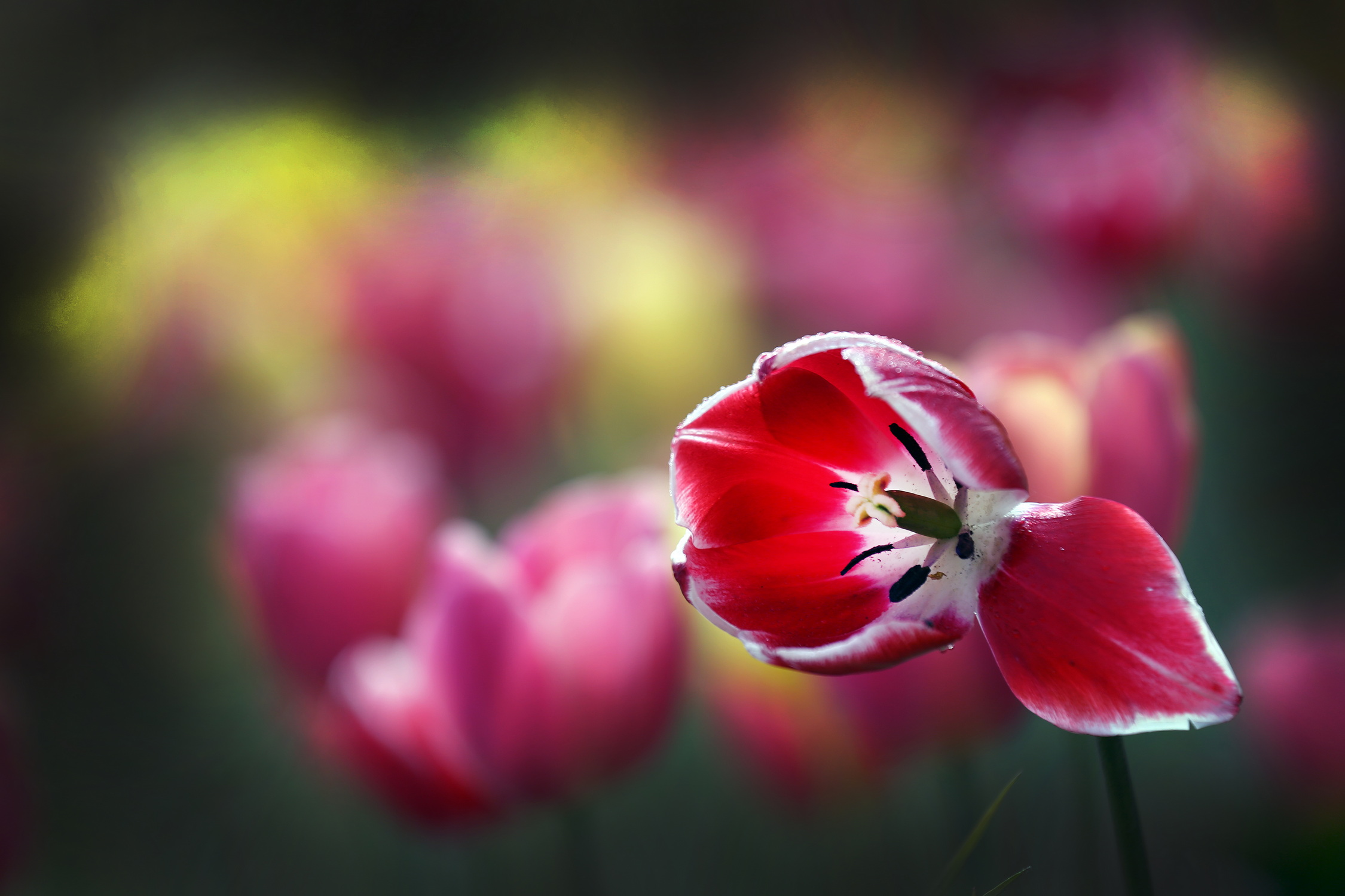 , Бибичков Михаил