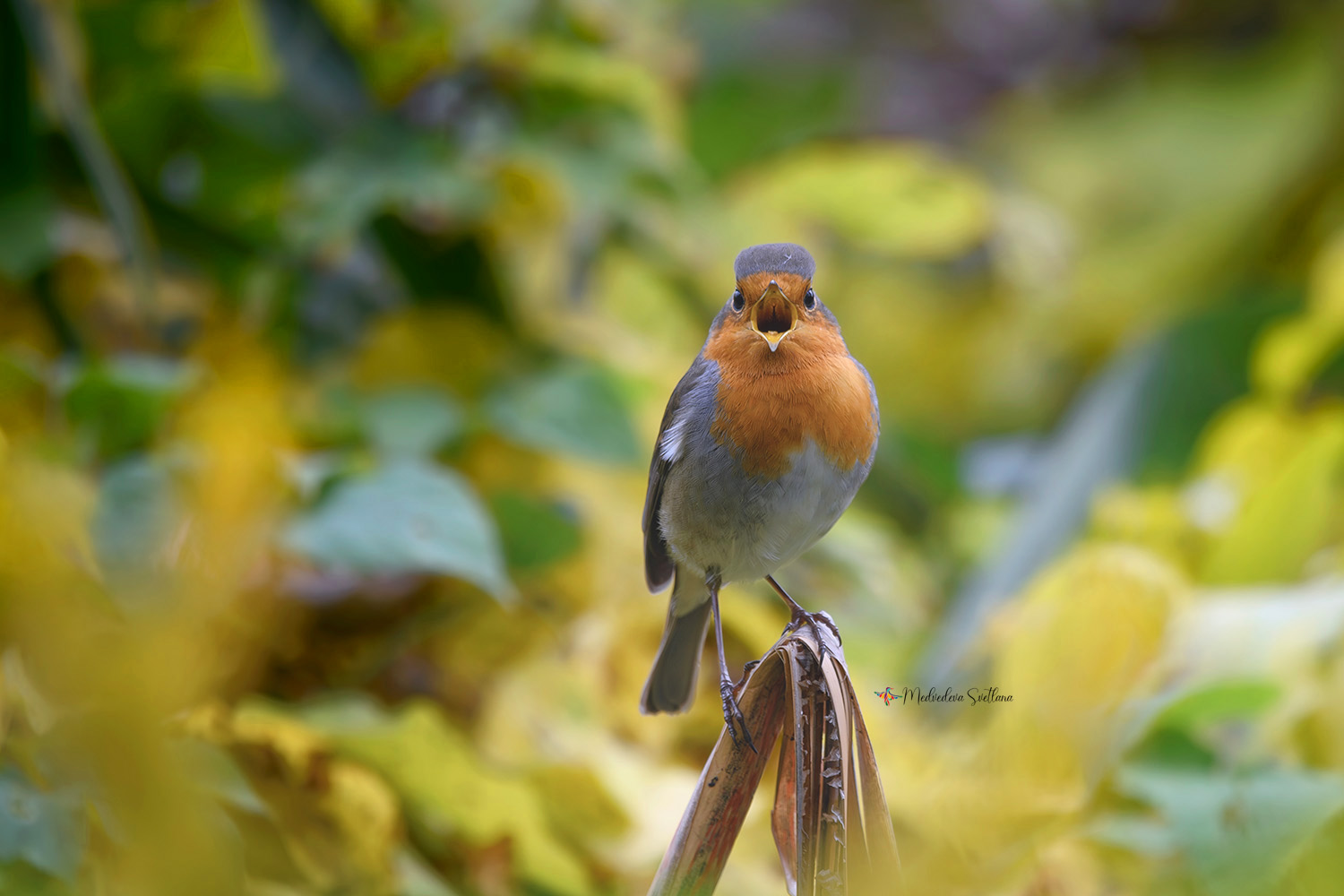 фотоохота, птица, зарянка, осень, птицы, Медведева Светлана