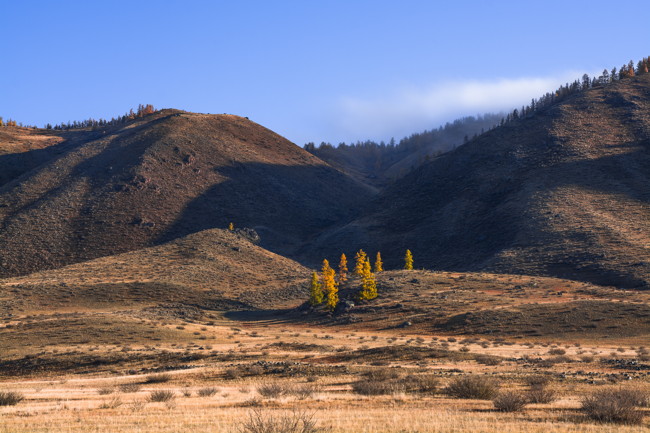 россия, горный алтай,осень,утро, свет, светотени, лиственницы, Андрей Поляков