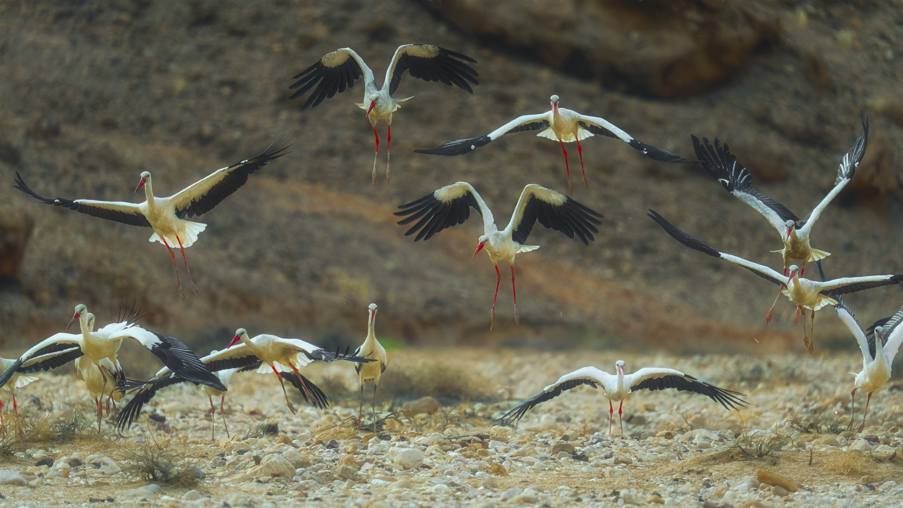 , Шварцман Евгений