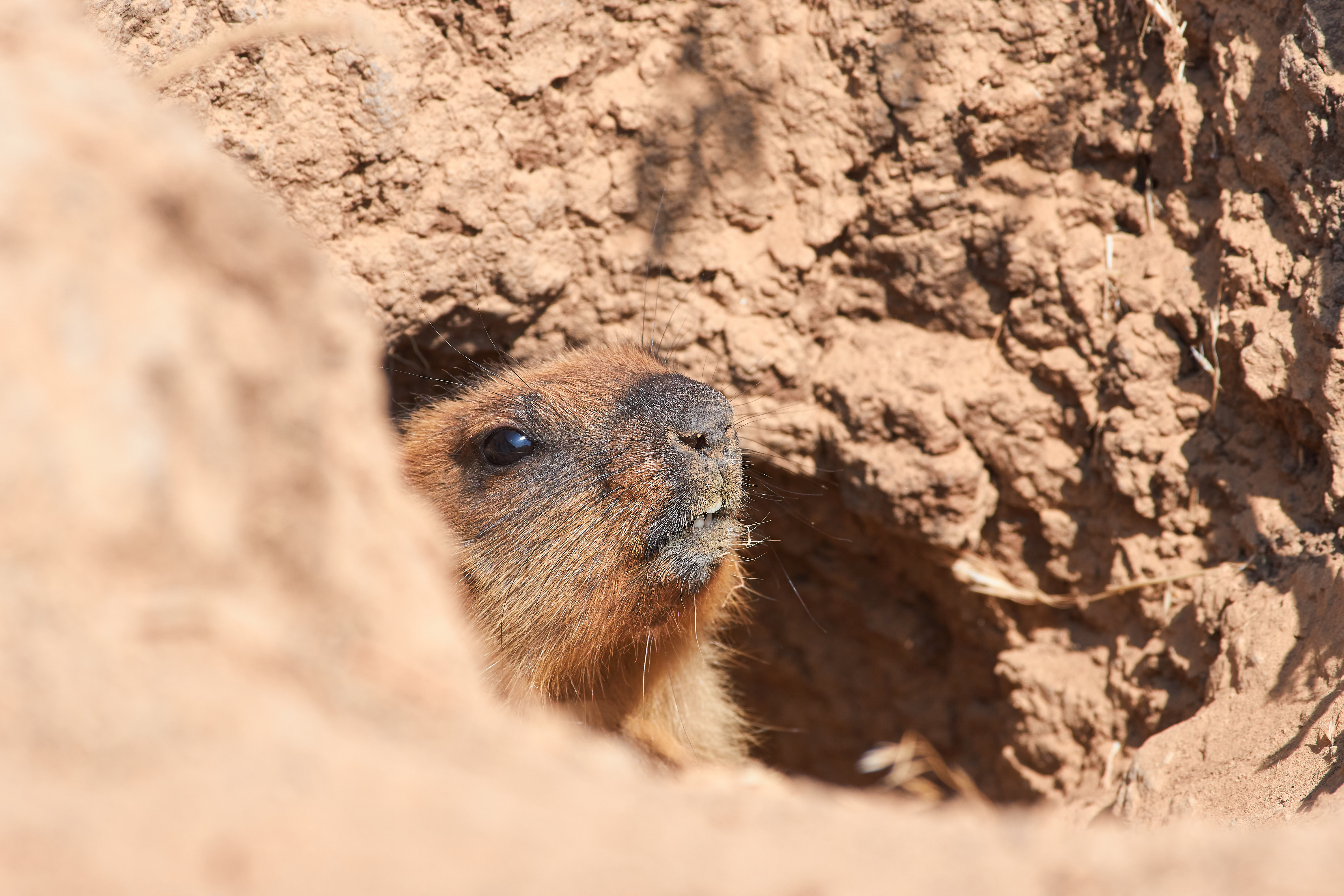 Marmota bobakб байбак, волгоград, россия, , Павел Сторчилов