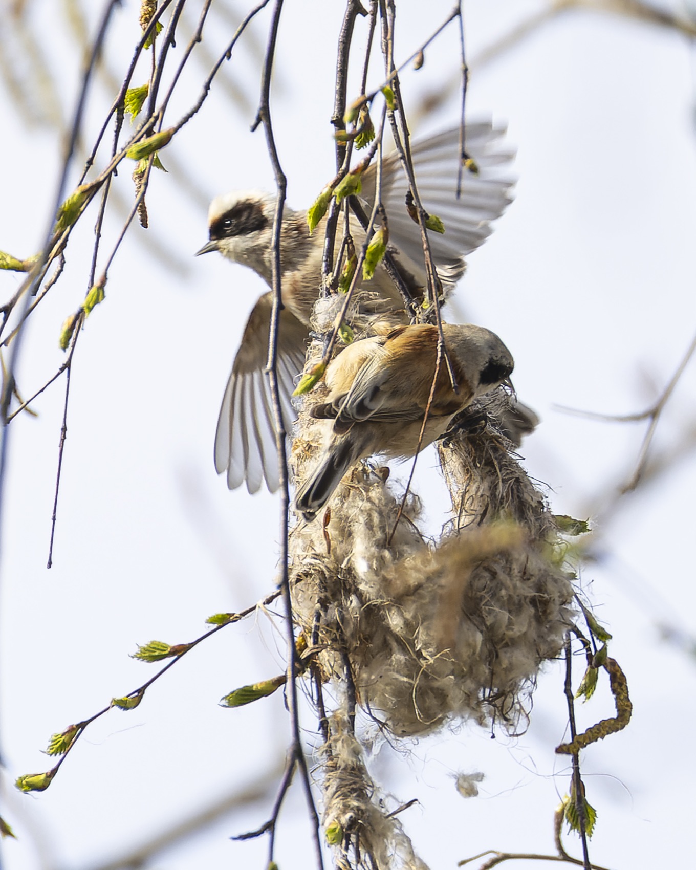 ремез, обыкновенный ремез, птицы, penduline tit, birds, Ruslan Pl