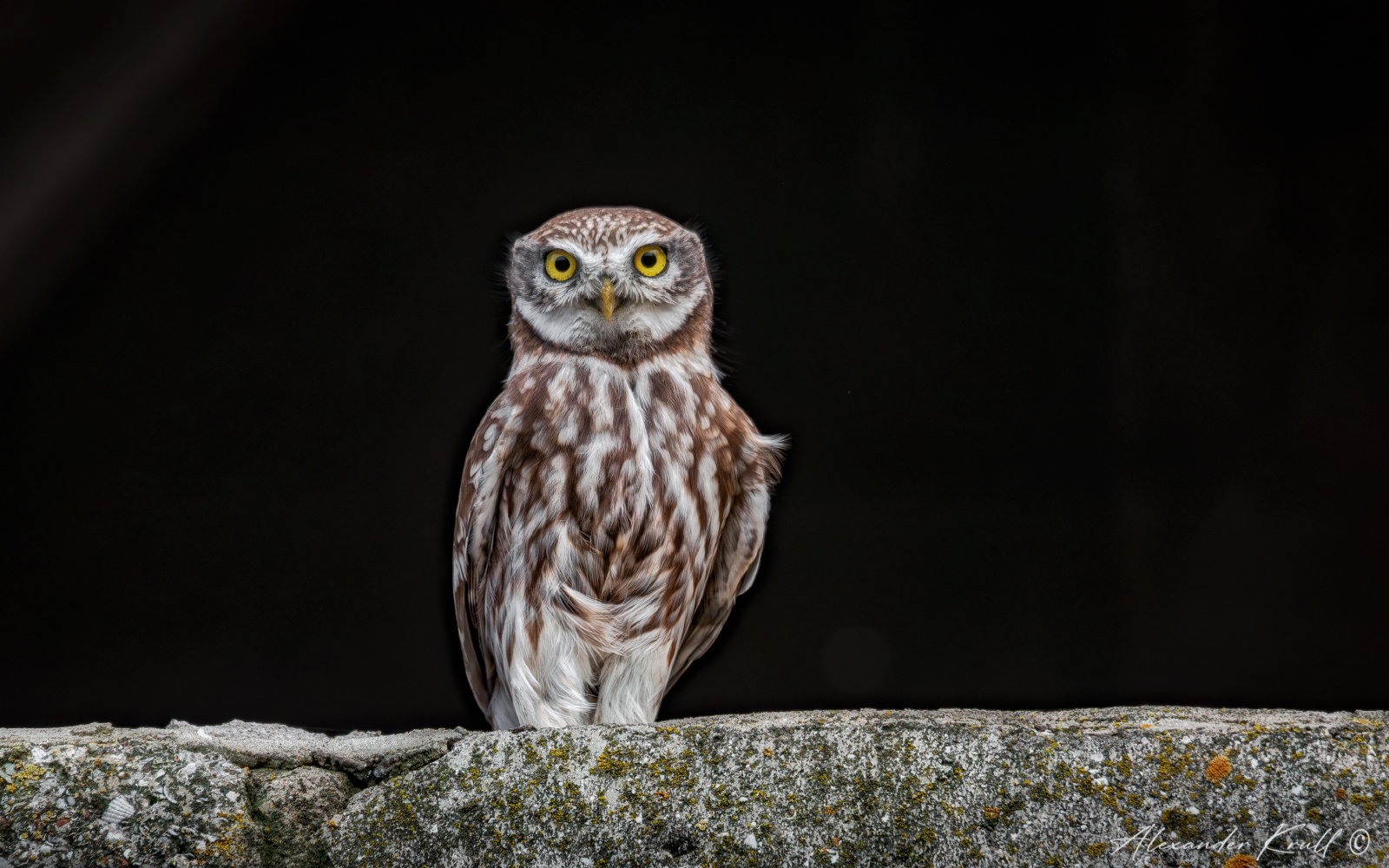 сыч, домовый сыч, сова, athene noctua, Круль Александр