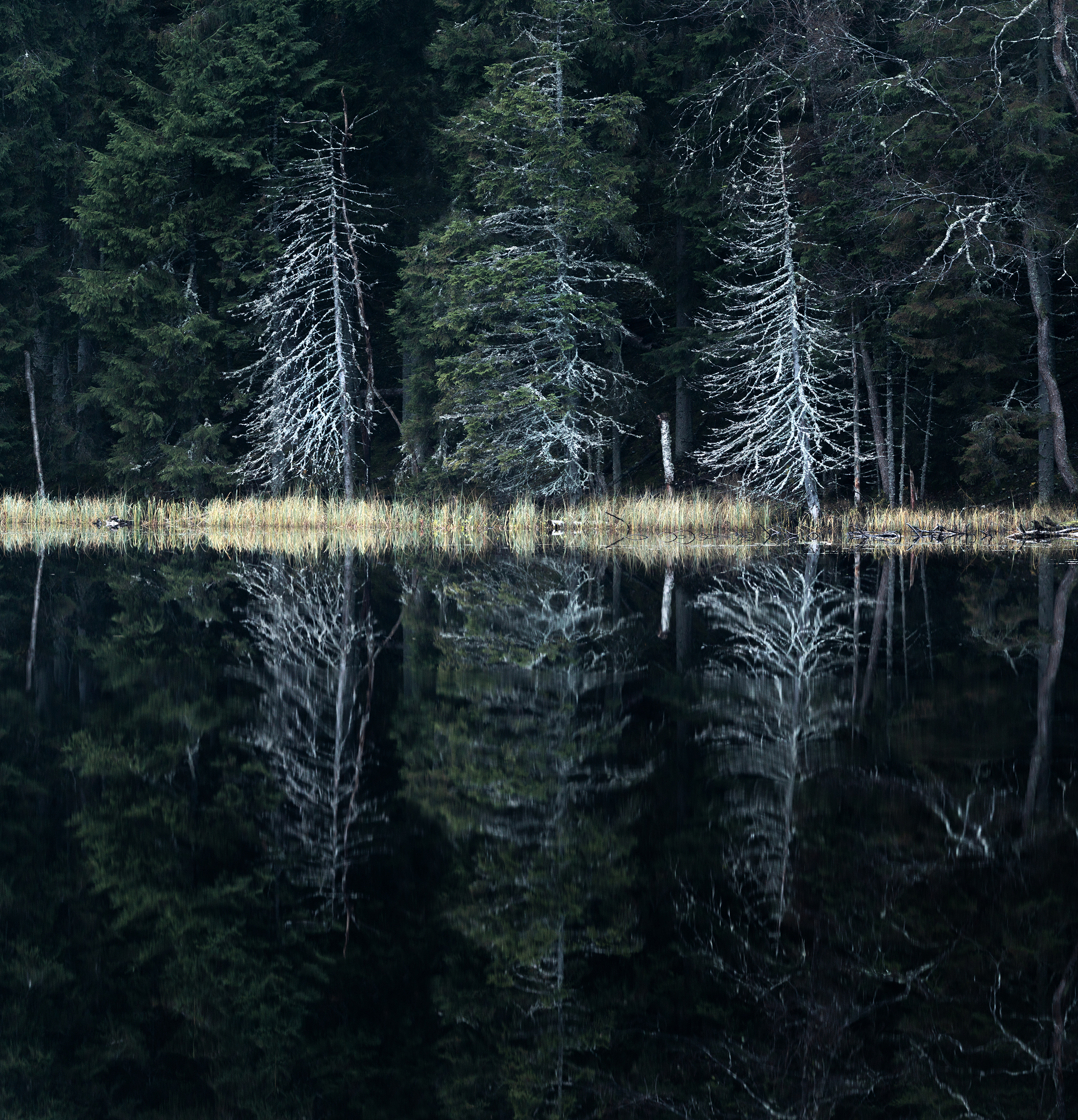 болото, карелия, туман, утро, рассвет, фототур, Павел Ващенков