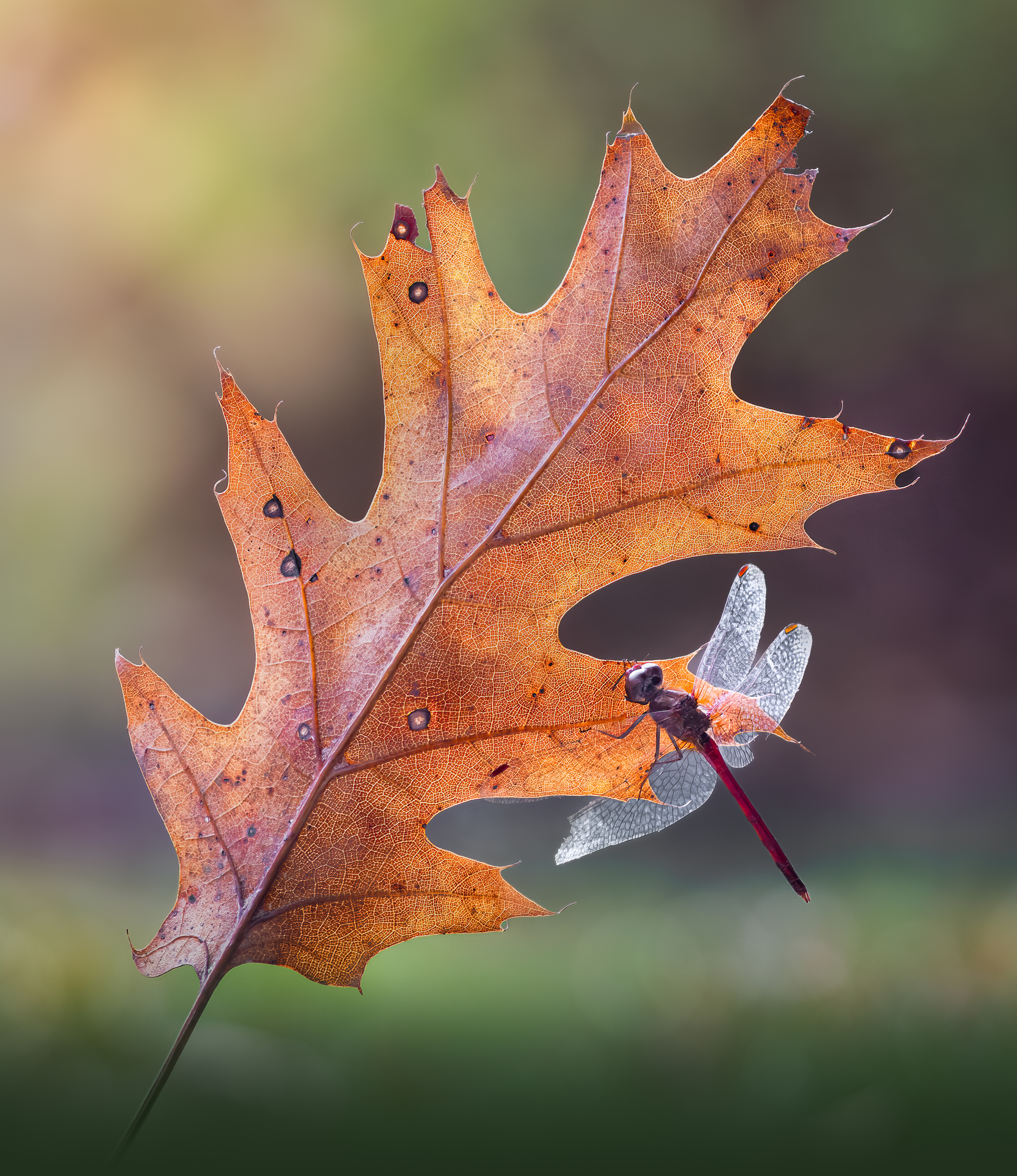 autumn, fall, maple, leaf, macro, dragon, dragonfly, grass, bokeh, seasons, Atul Saluja