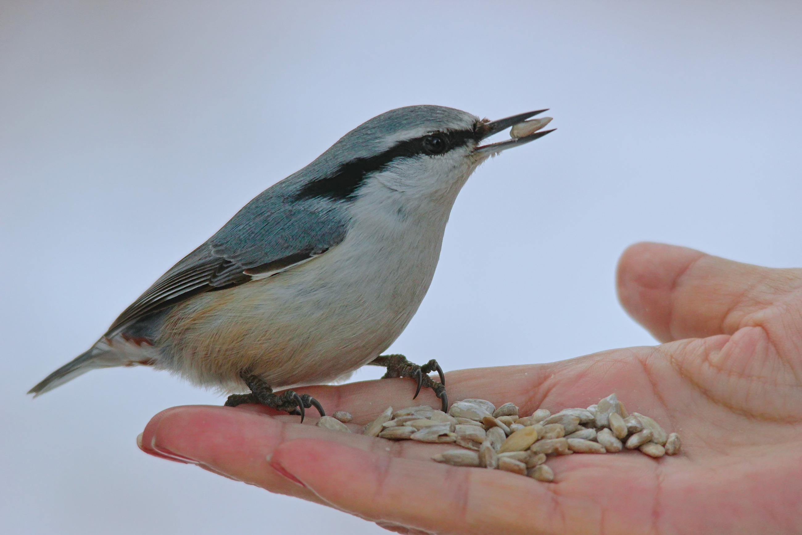 sitta europaea, обыкновенный поползень,, sergey izoya