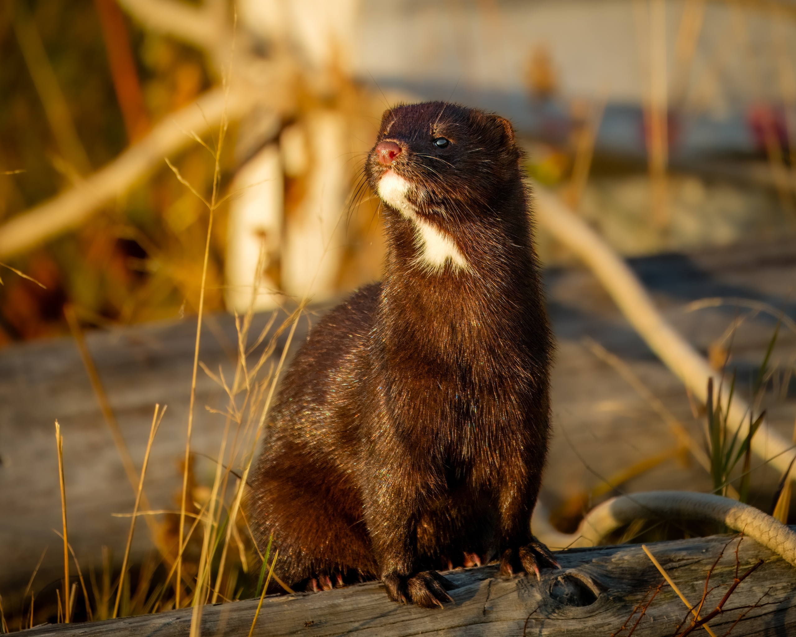 норка, байкал, животные, хищники, Екатерина Дубровская