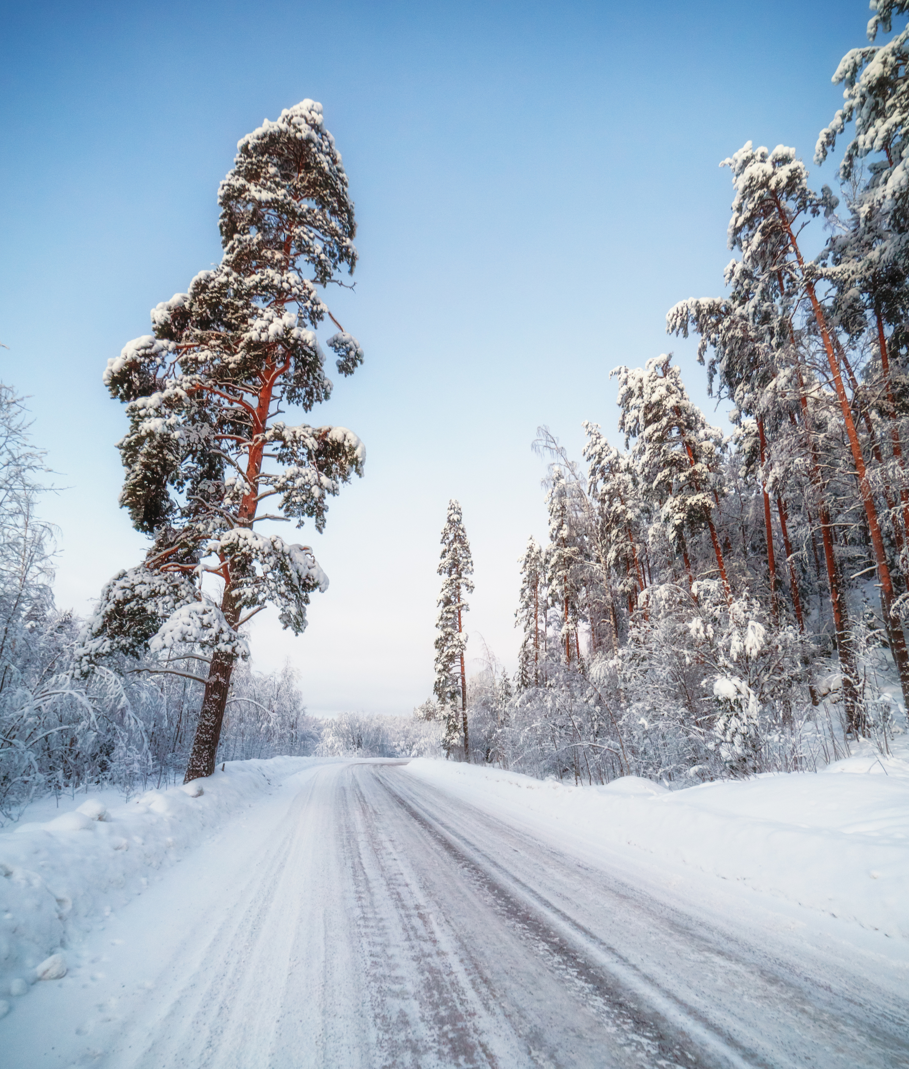 лес, зима, дорога, сосны, Вячеслав Голубцов