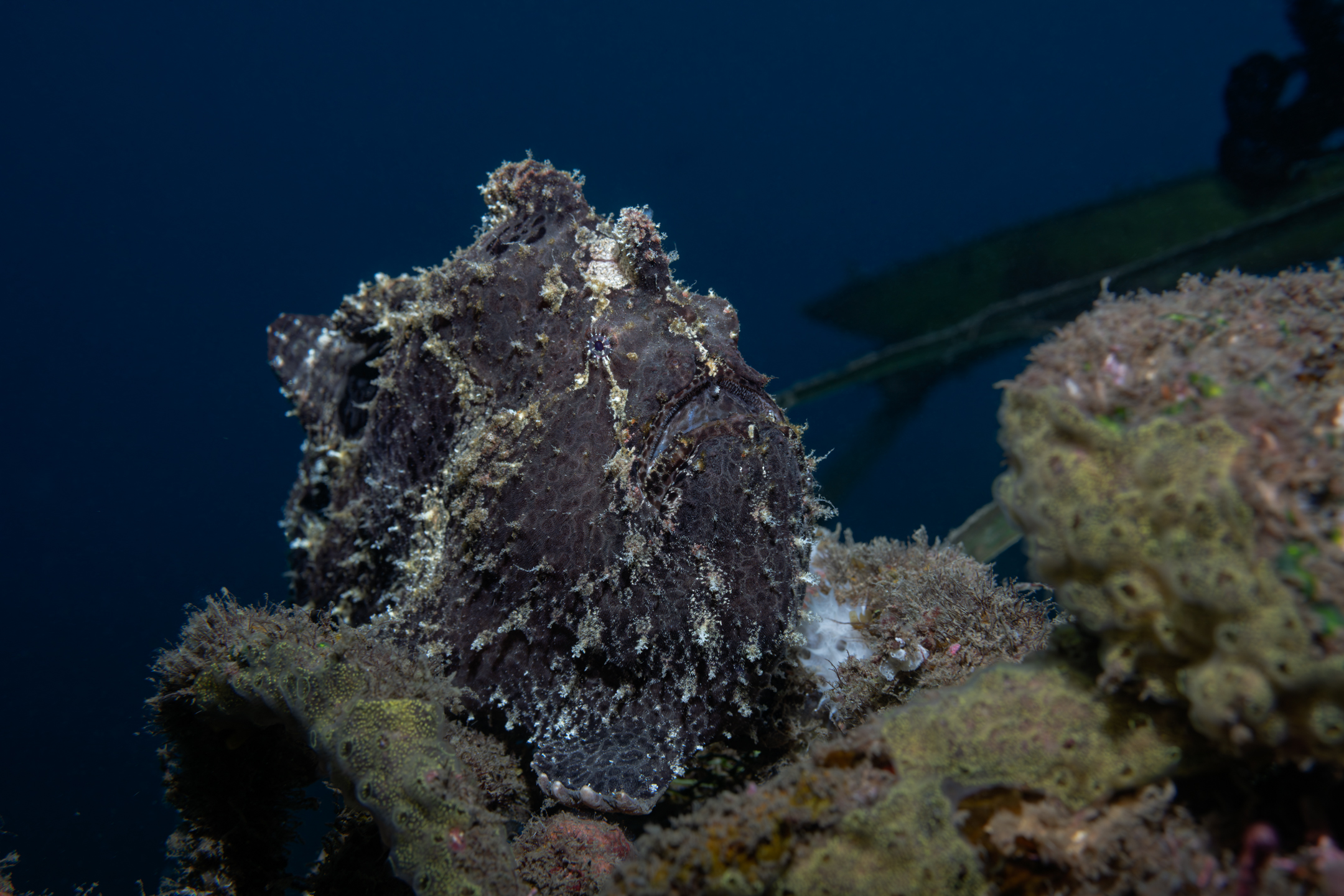 , Савин Андрей