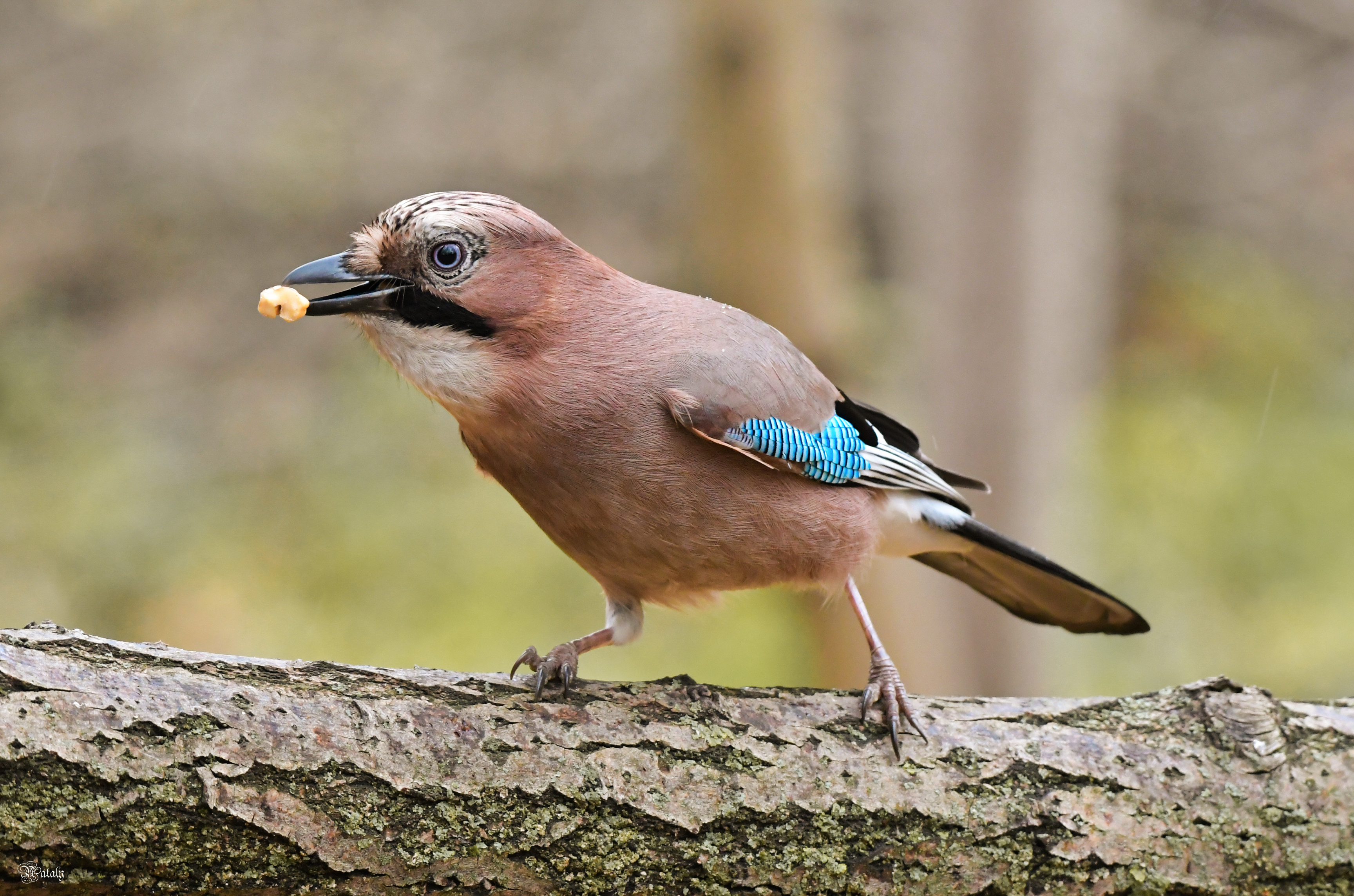 , Наталья Екимова