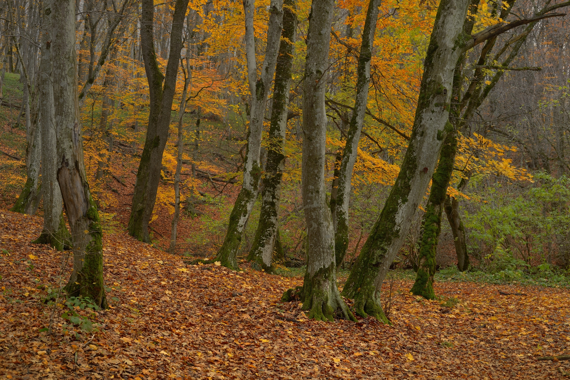 осень листва утро лес, Александр Жарников