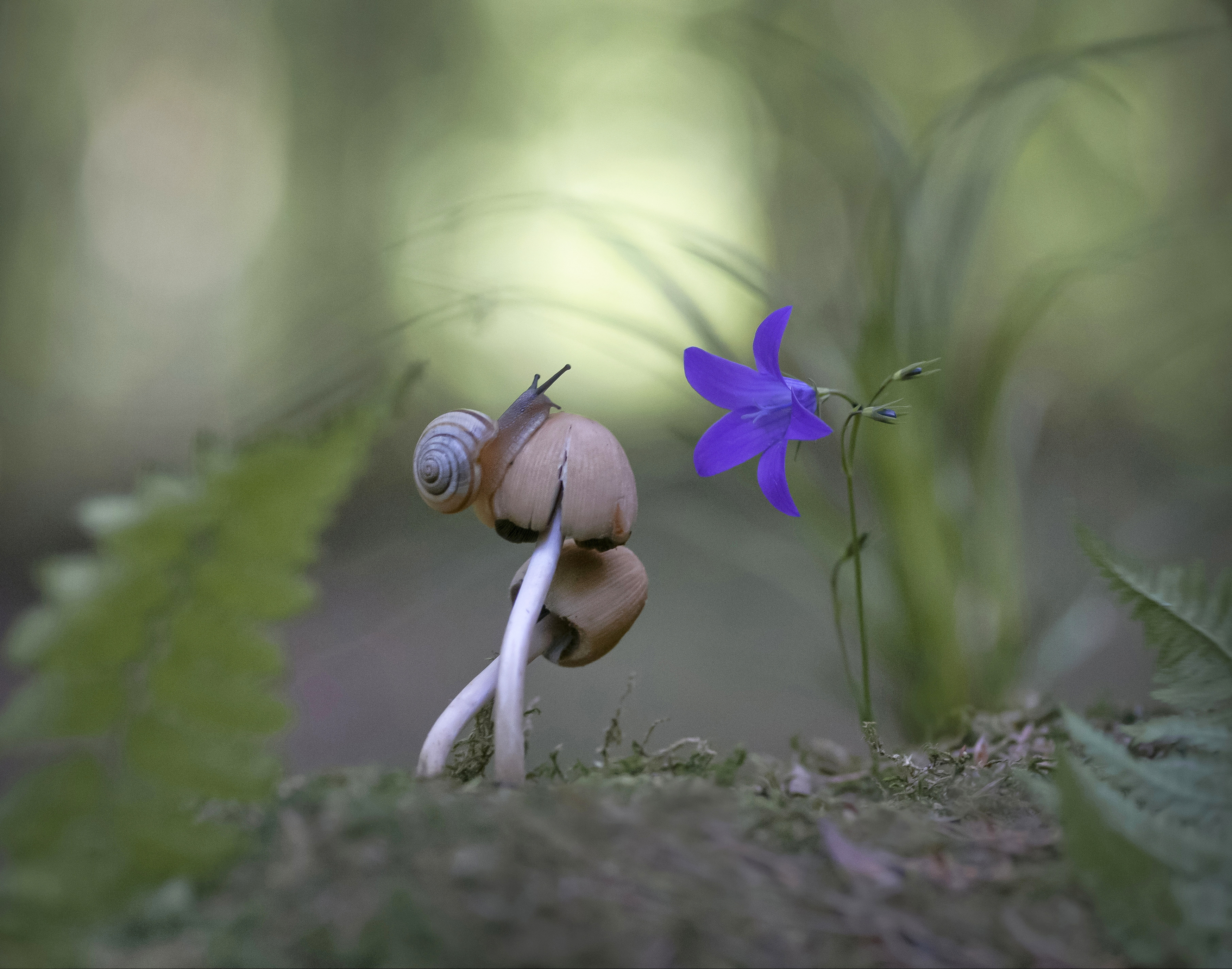 грибы, улитка, беларусь, Александр Гвоздь