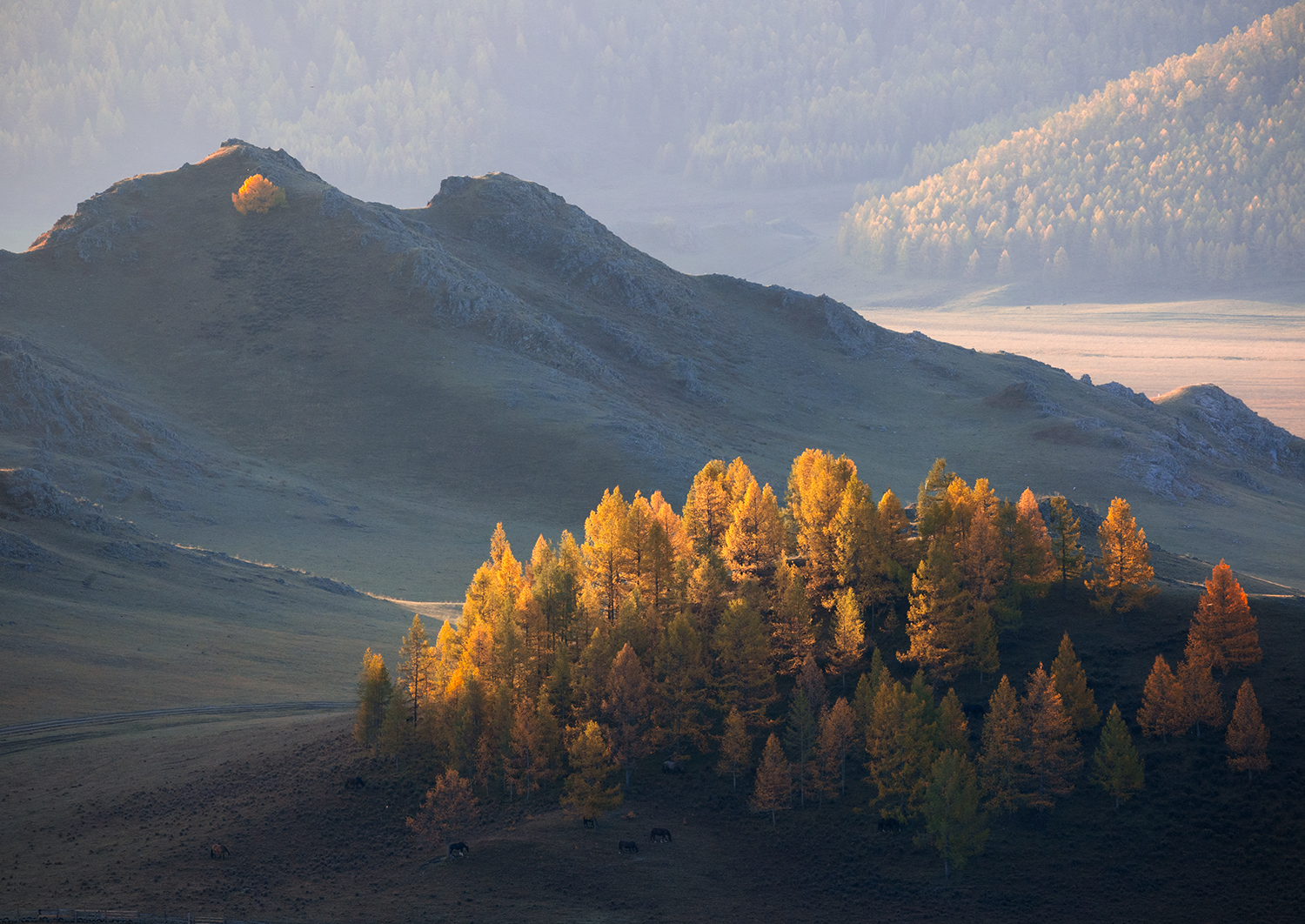 алтай, горы, свет, лиственницы,индивидуал, Сергей Буторин