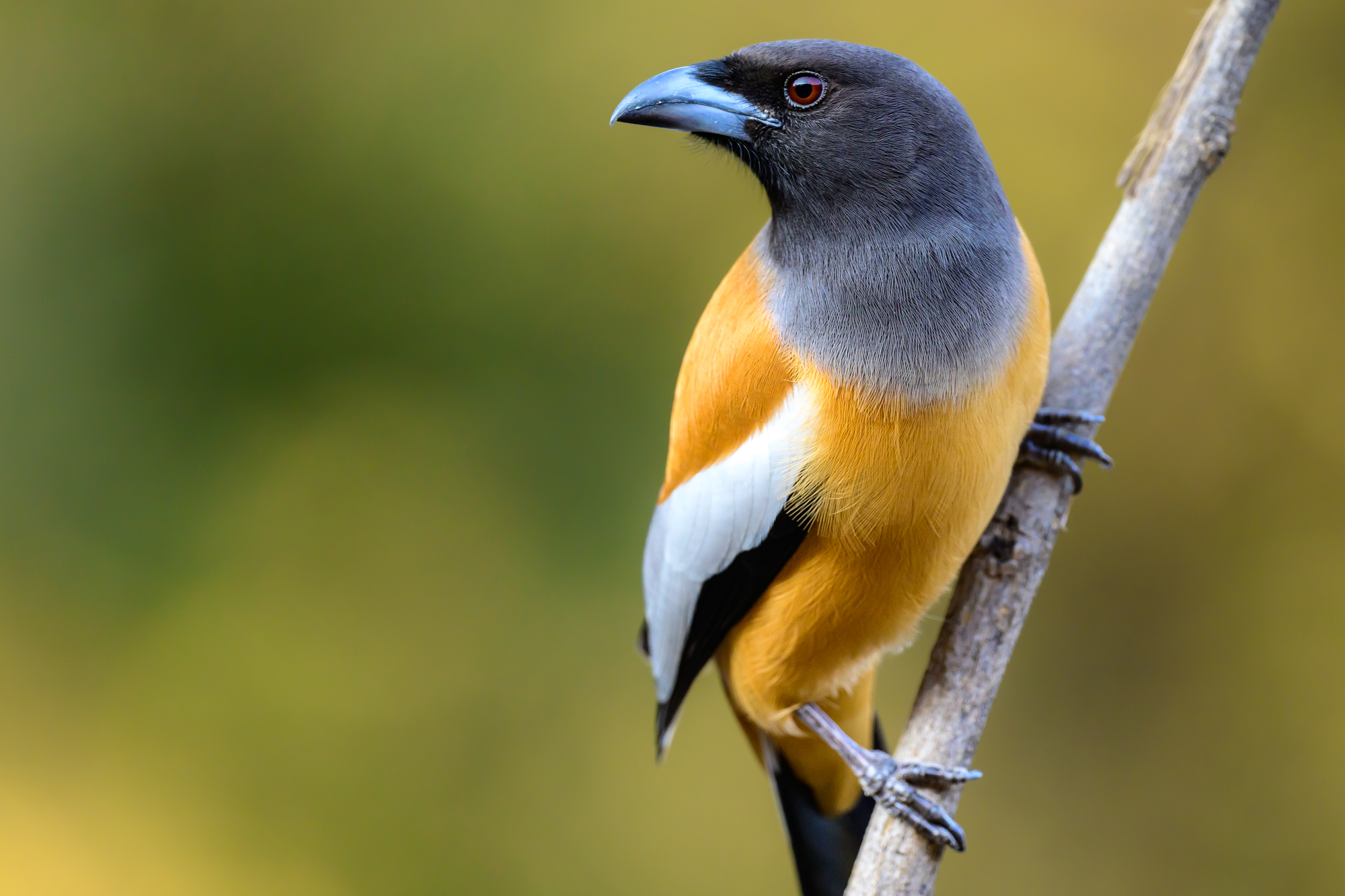 , Пупонин Сергей