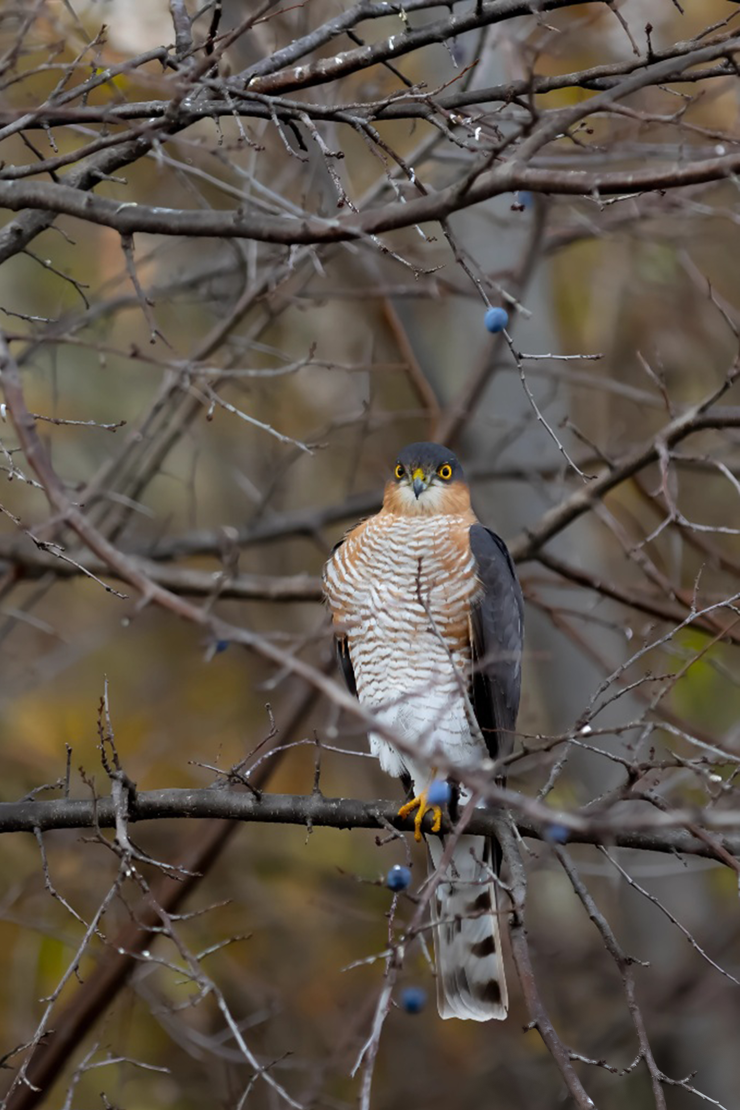 природа, Валерий Черняк