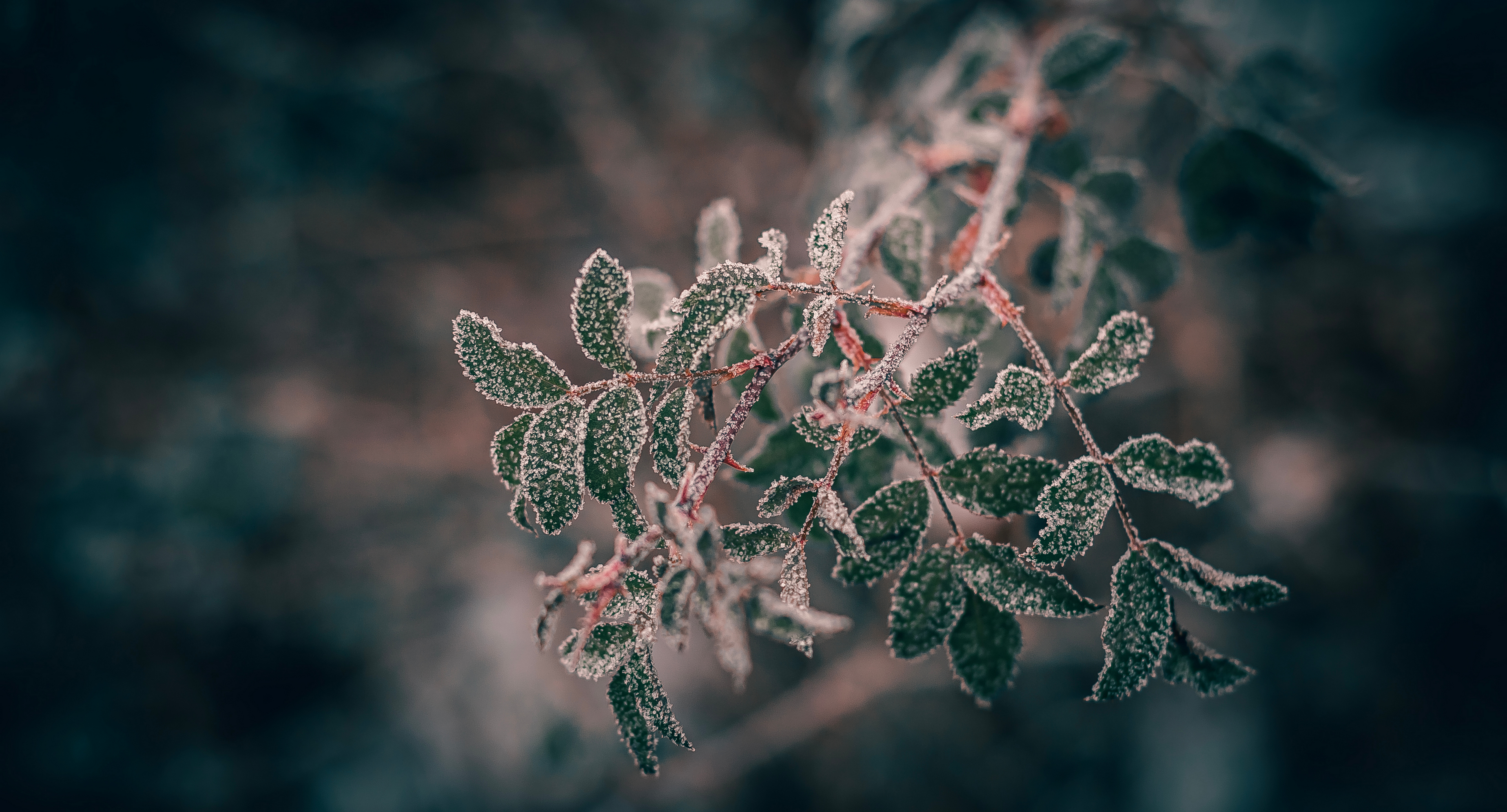 макро, природа, иней, шиповник, Подосинников Максим