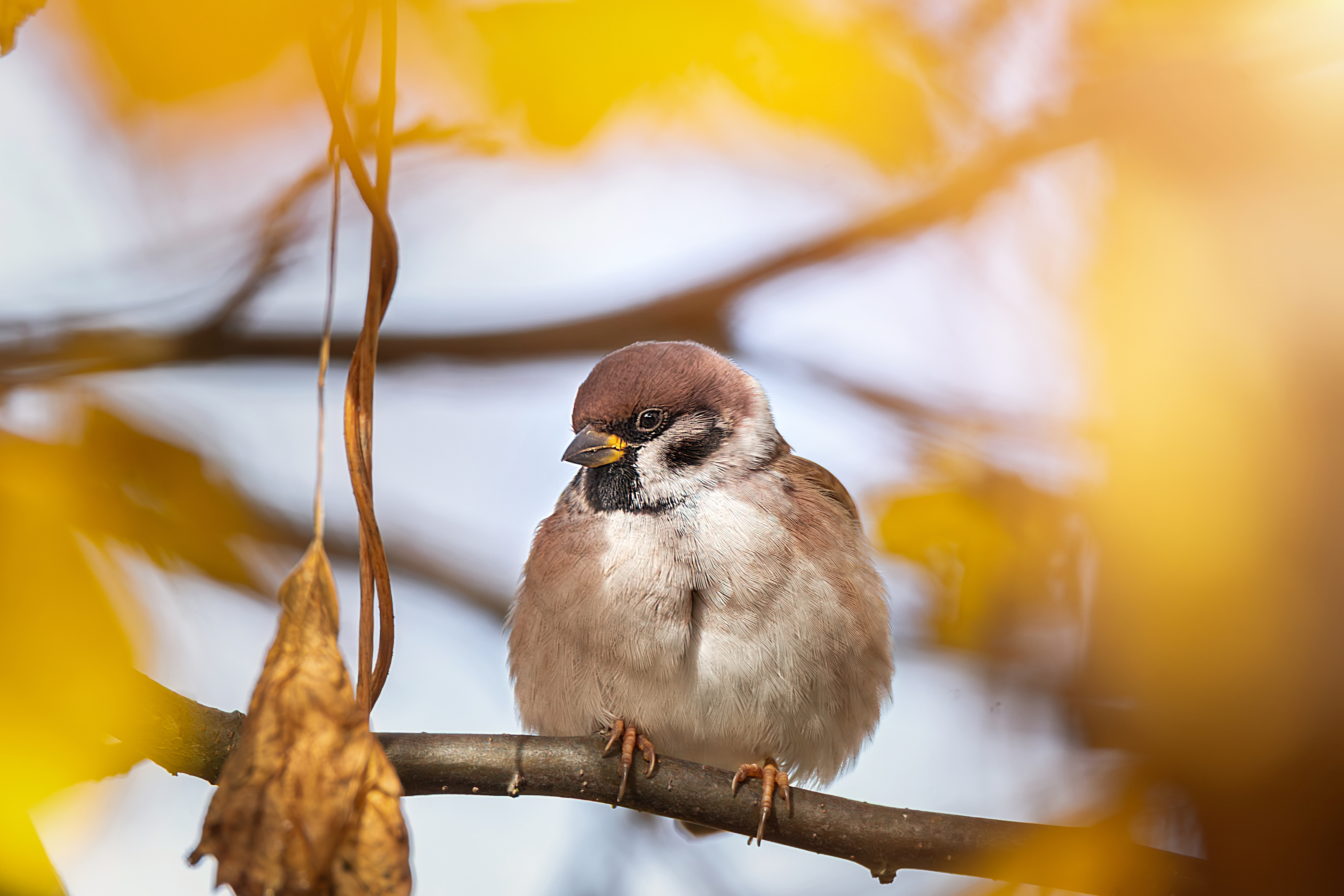 , Корнеев Алексей