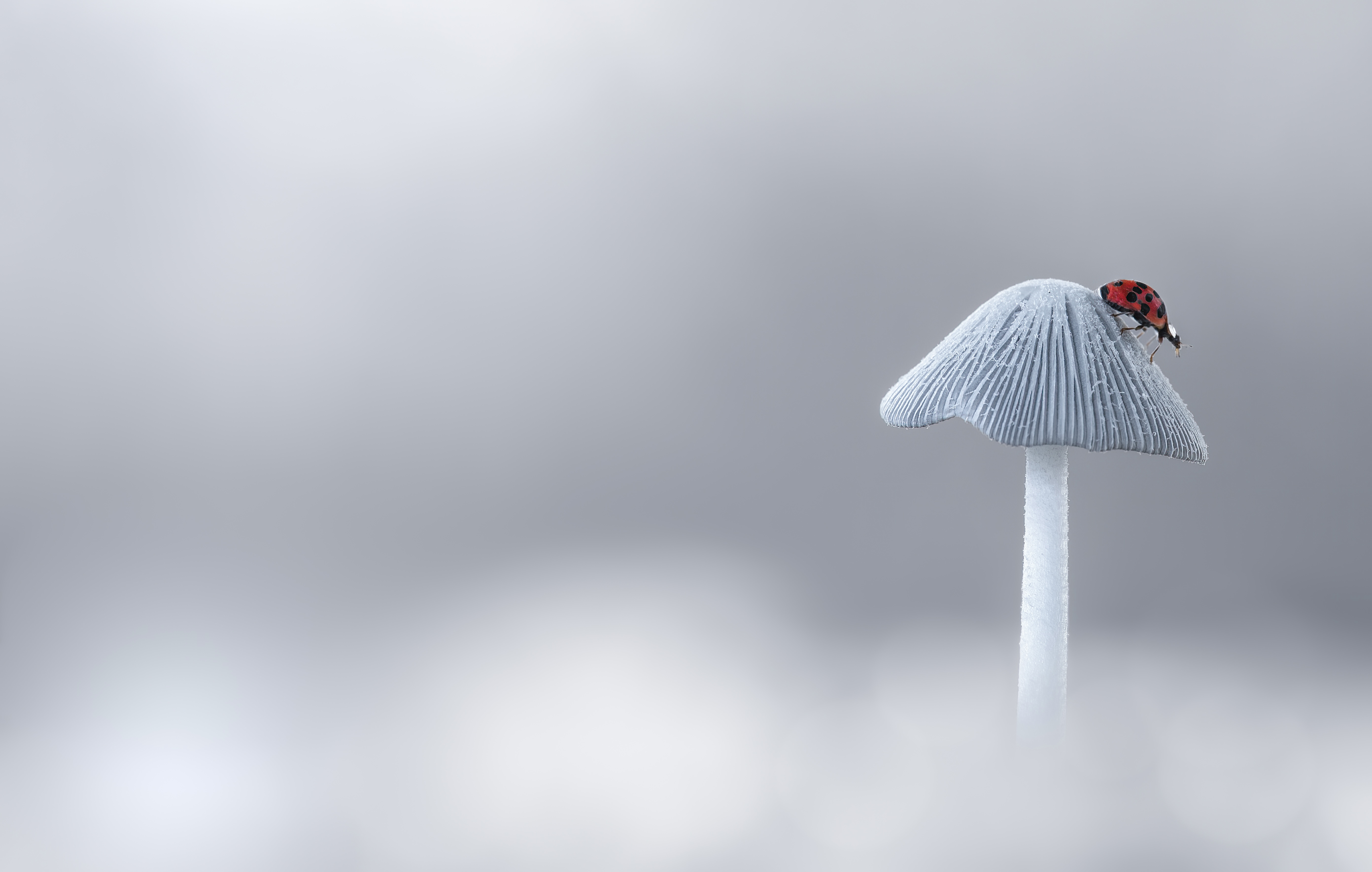 mushroom, fall, autumn, ladybug, beetle, insect, flower, macro, bugs, ladybird, wild nature, Atul Saluja