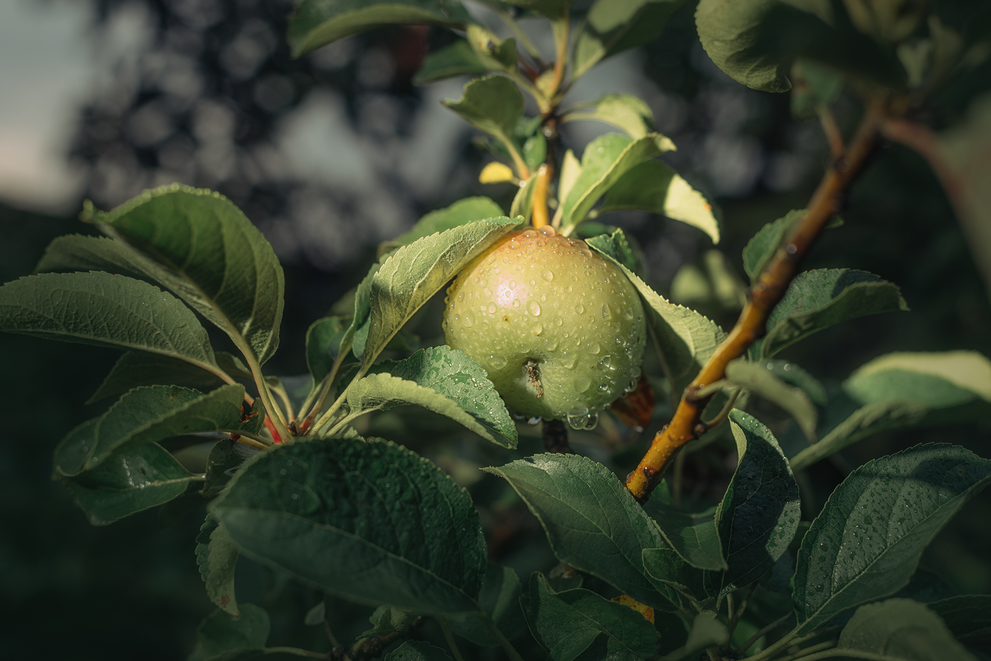 яблоко,  Мария