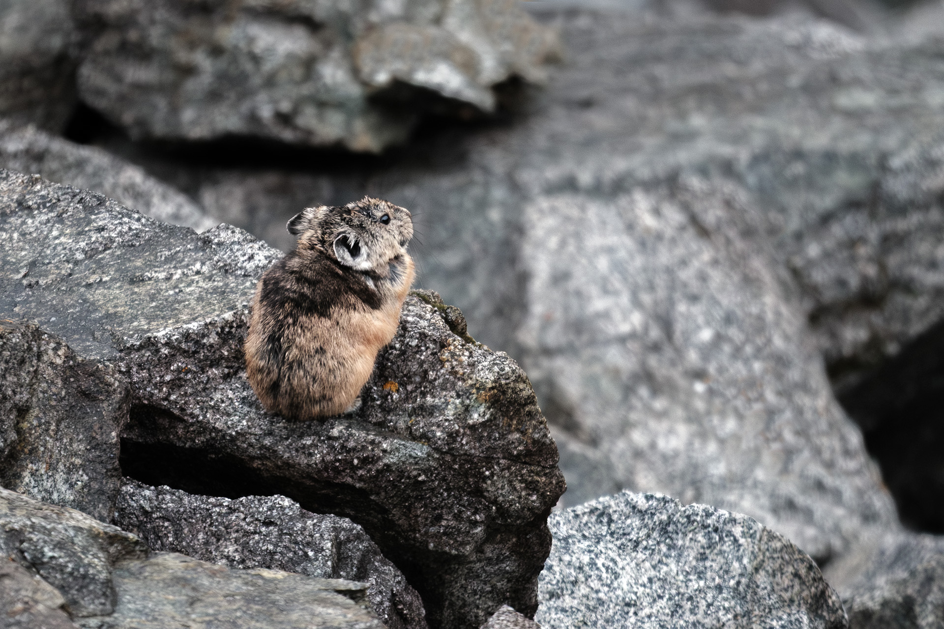 , Бодрягин Виталий