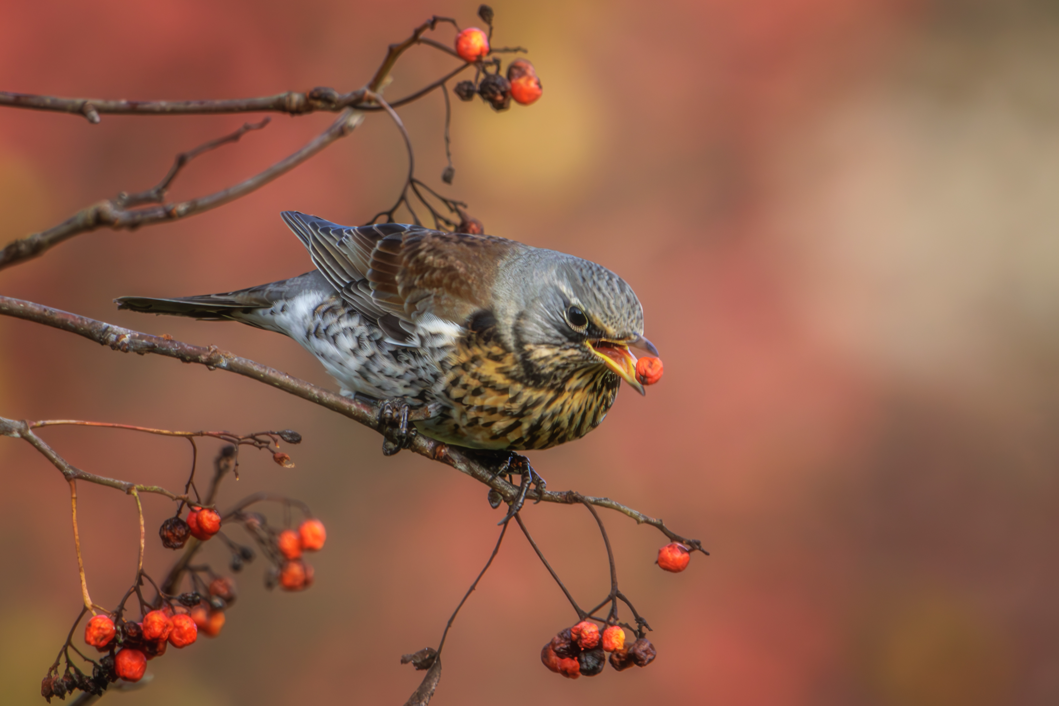 дрозд, рябинник, дрозд рябинник, Морозов Сергей